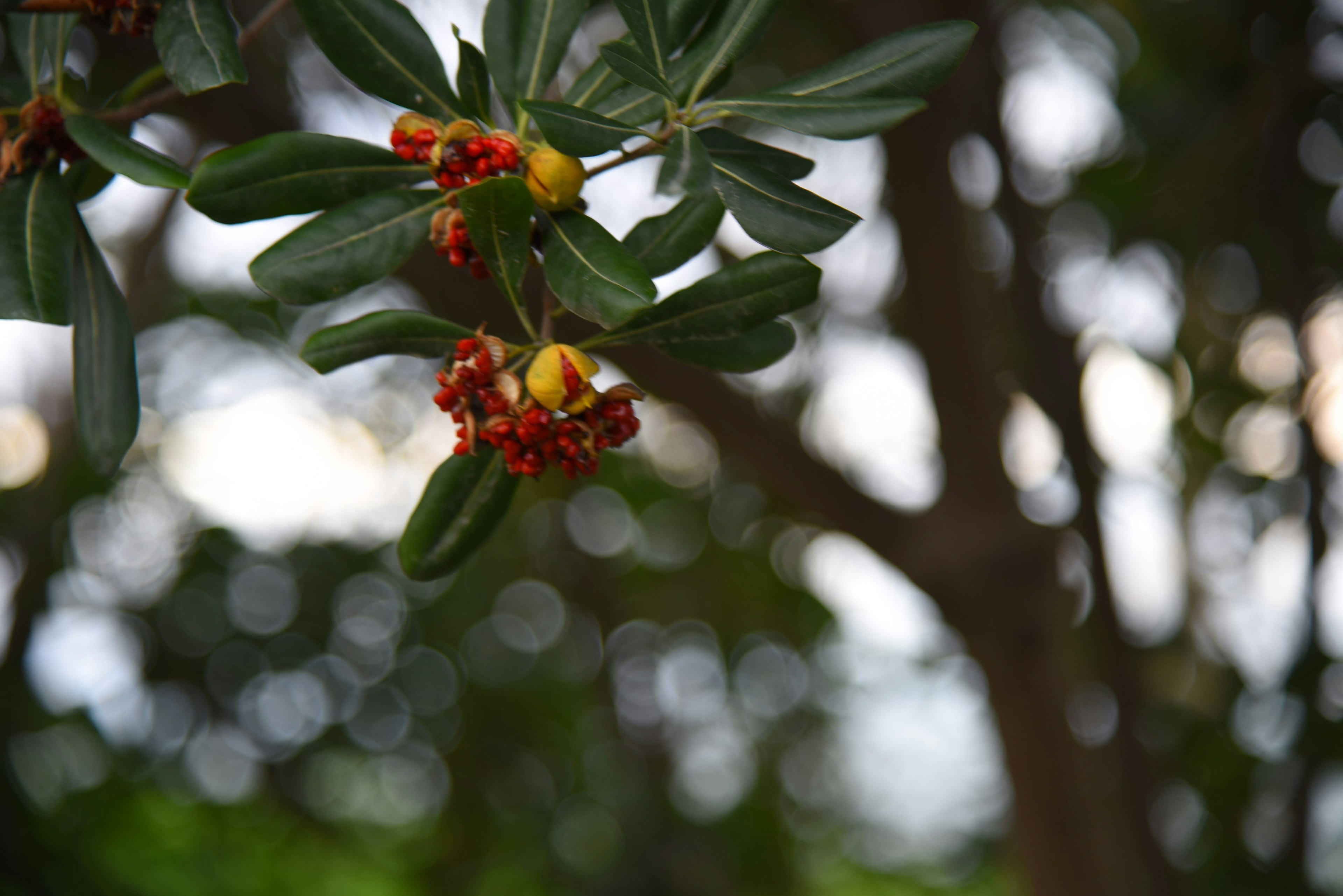 Close-up of a tree branch with green leaves and red flowers