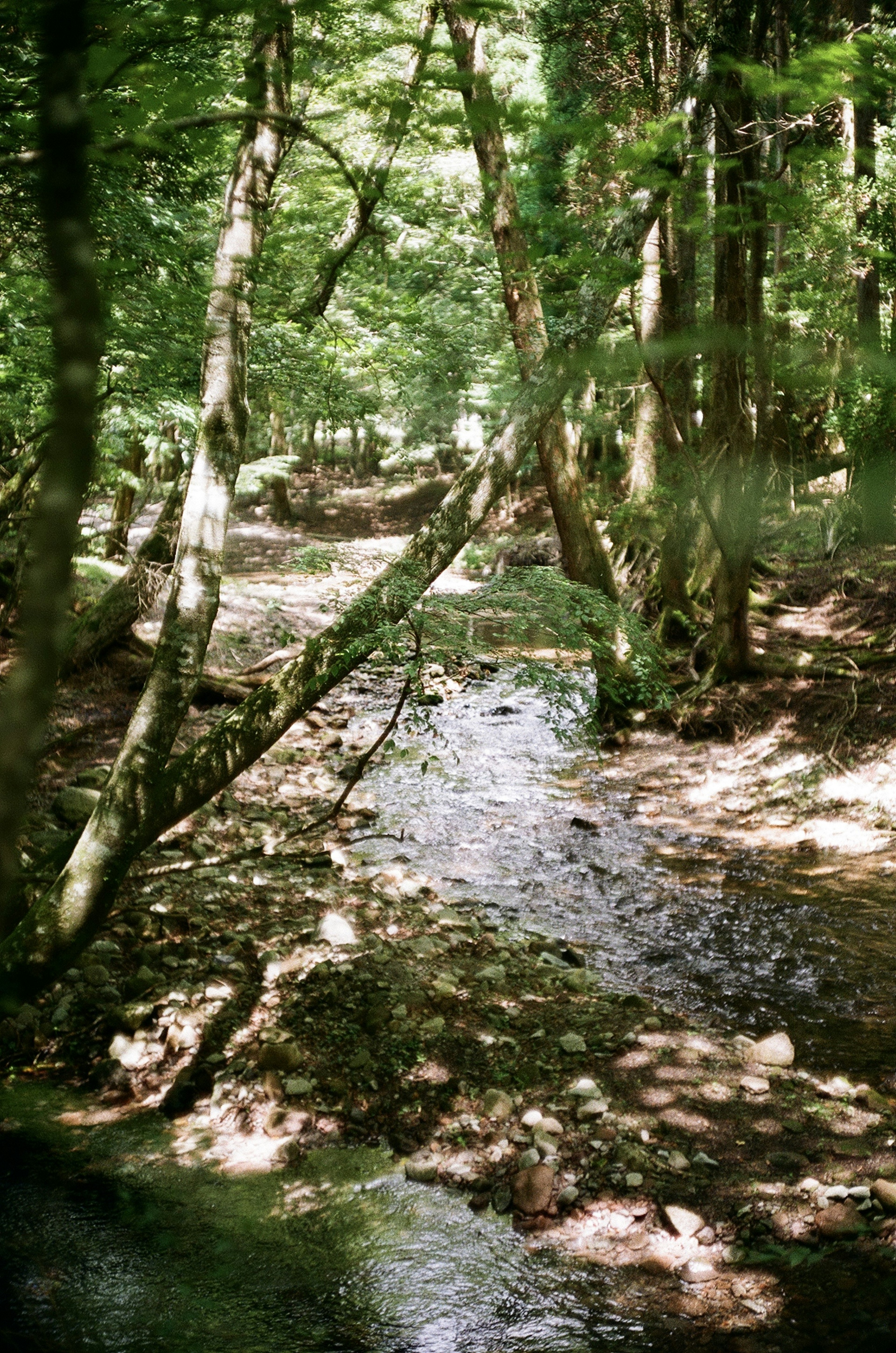 Pemandangan indah aliran sungai di tengah hutan hijau