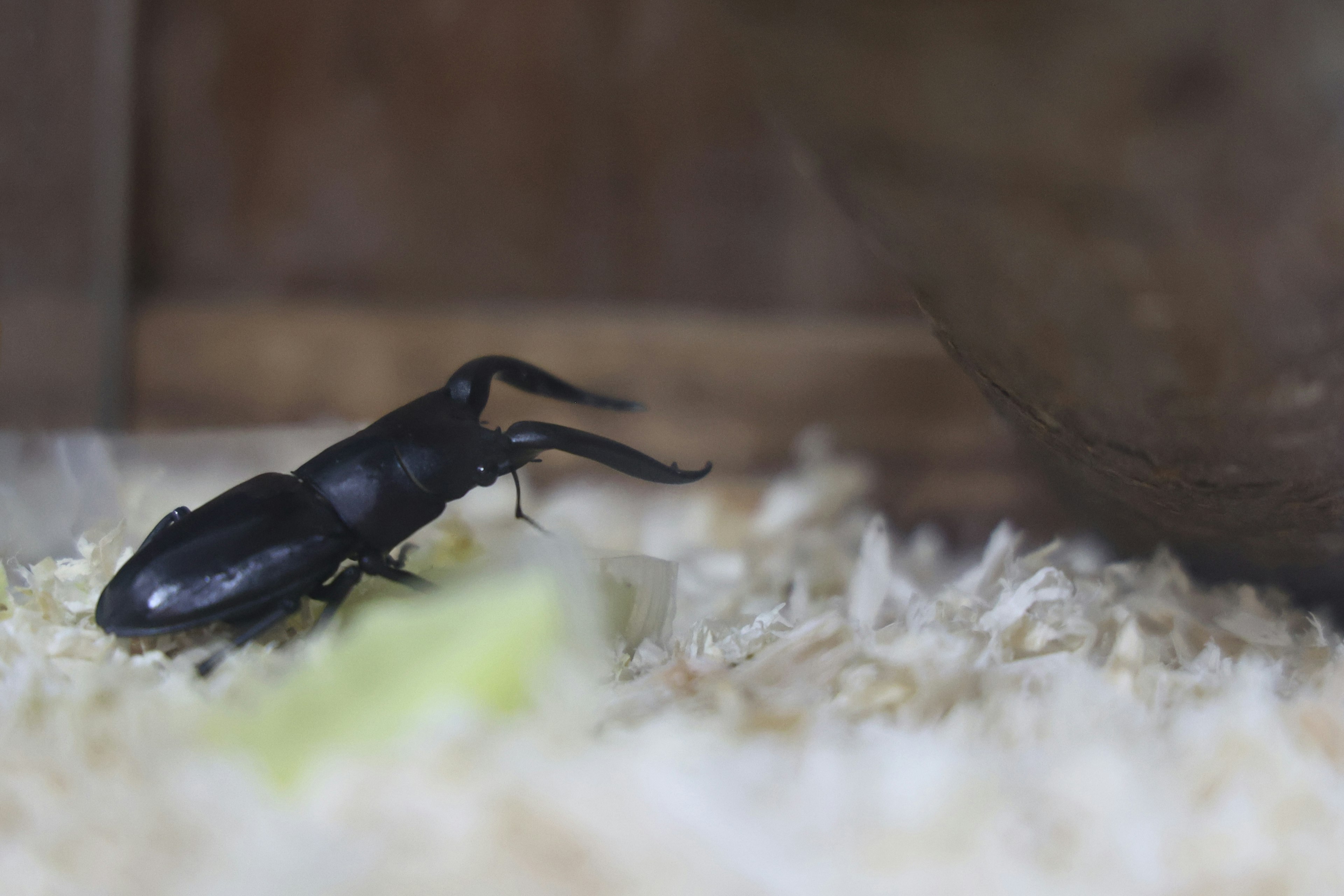 Un escorpión negro caminando sobre un sustrato blanco