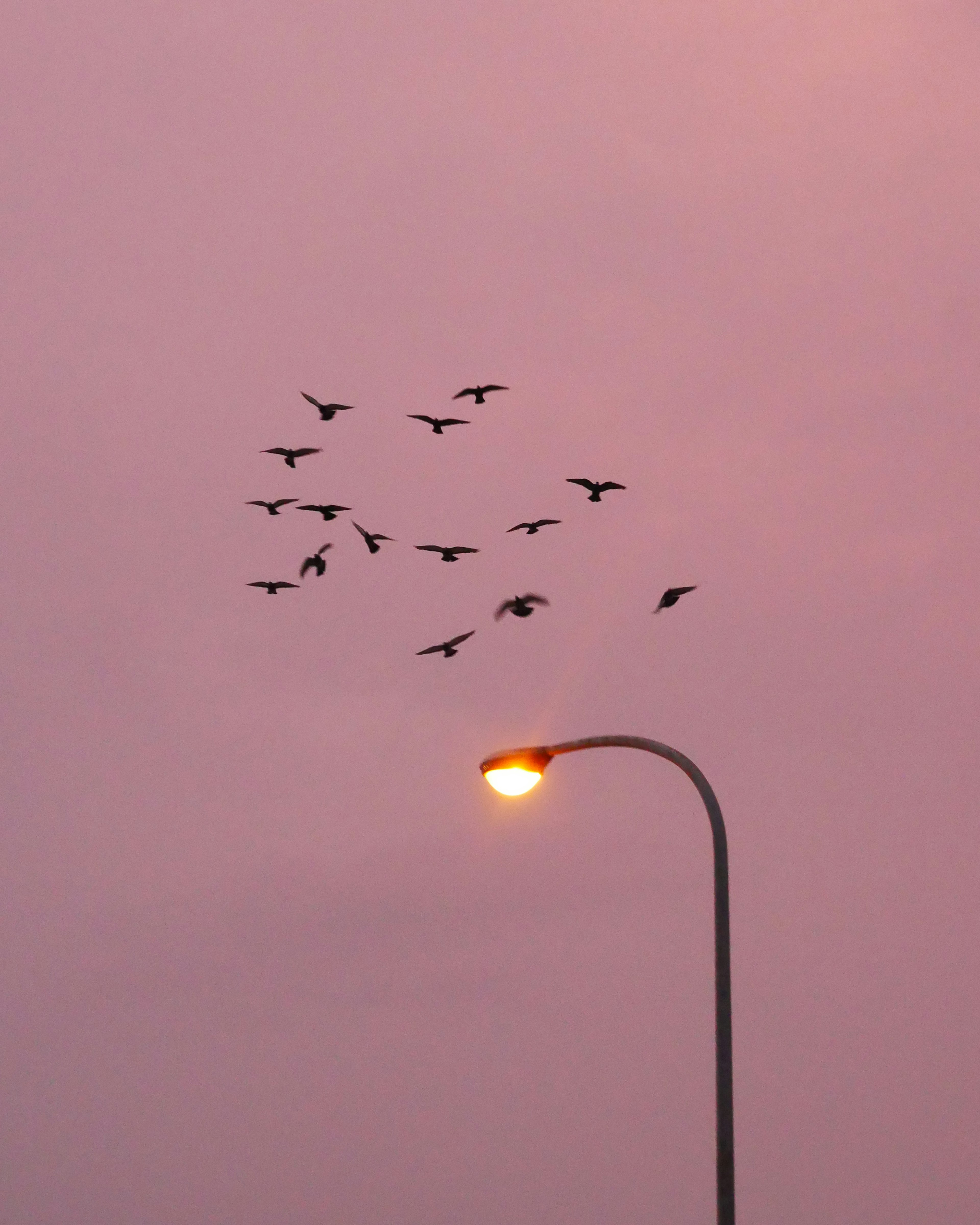 Banda de aves volando contra un cielo rosa al atardecer con una farola