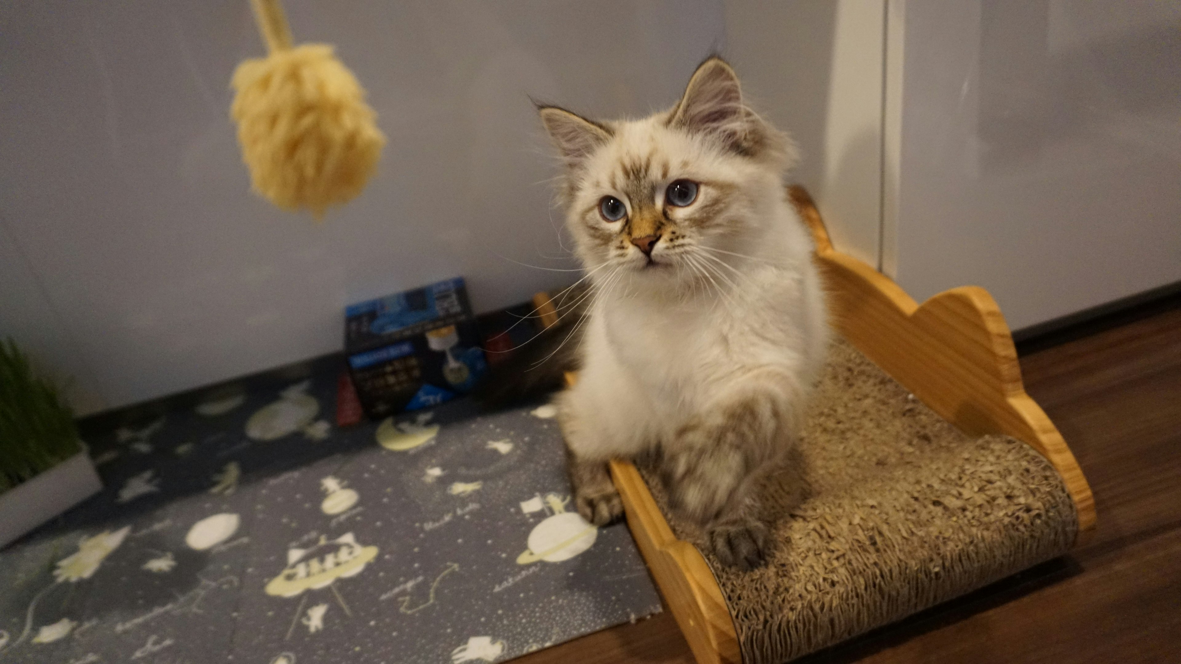 Un gatto carino che gioca su un albero per gatti