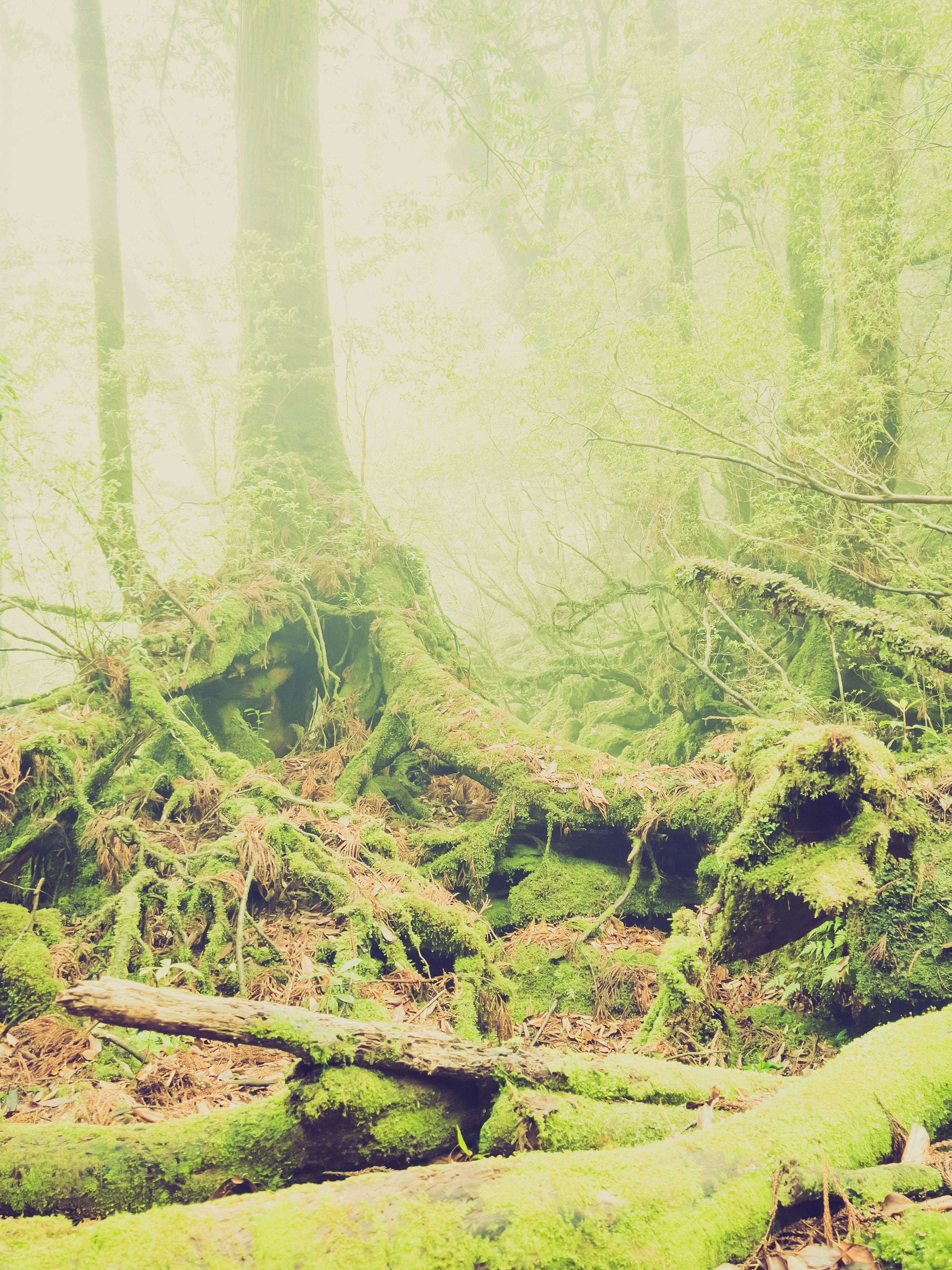 Misty green forest scene with moss-covered tree roots and fallen logs