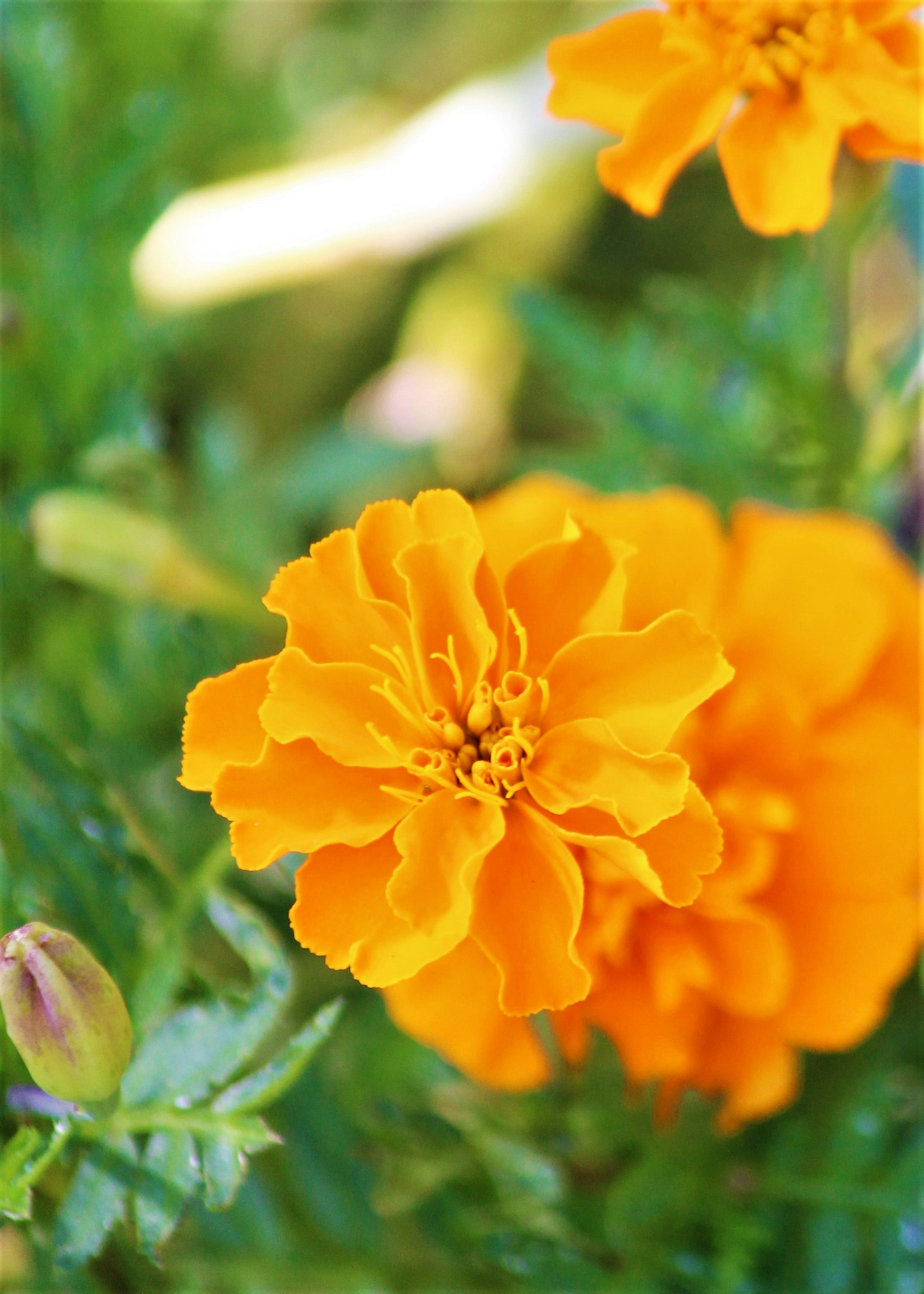 Vibrant orange marigold flower blooming among green leaves