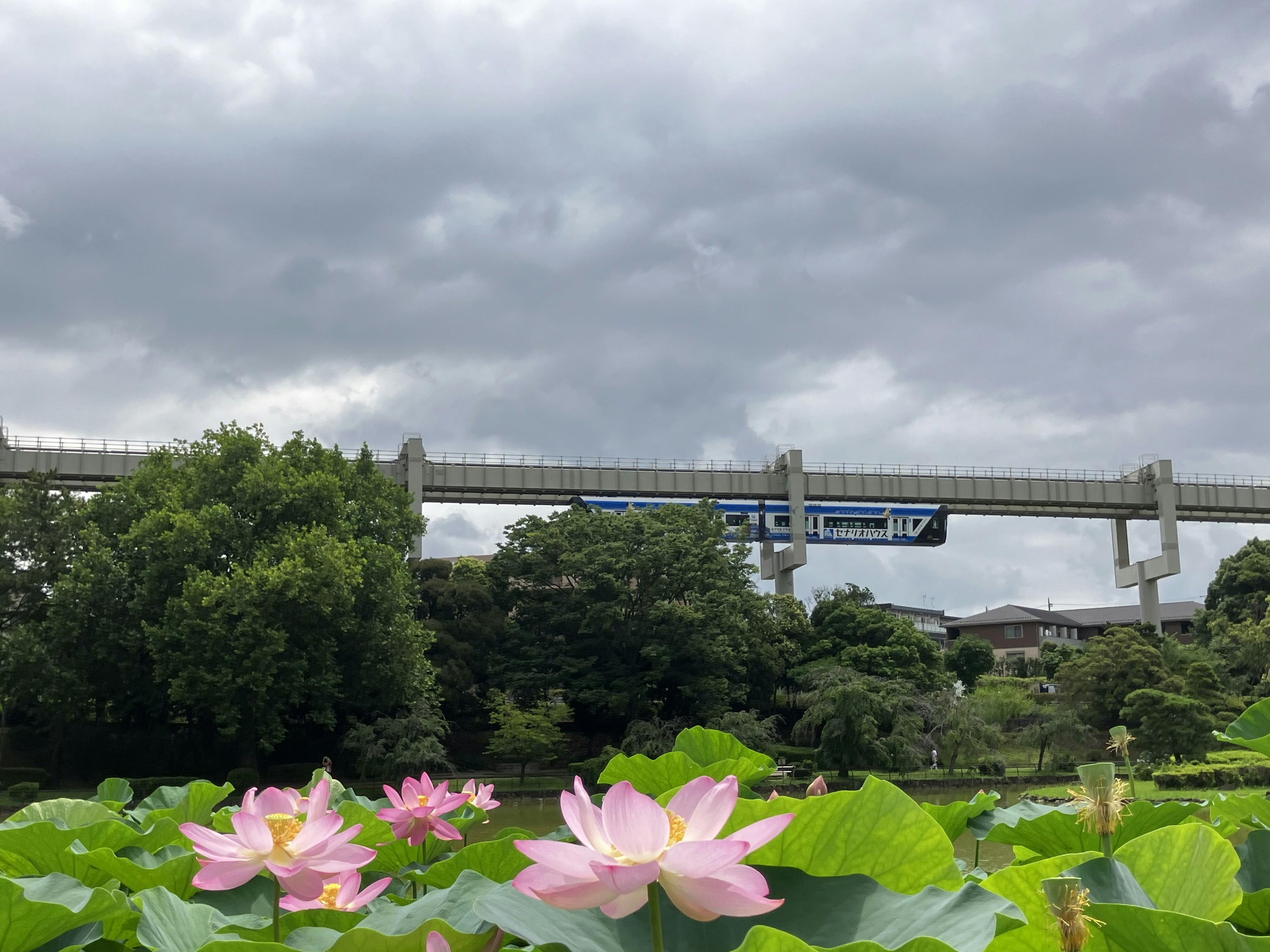 Vista de flores de loto con un monorraíl al fondo