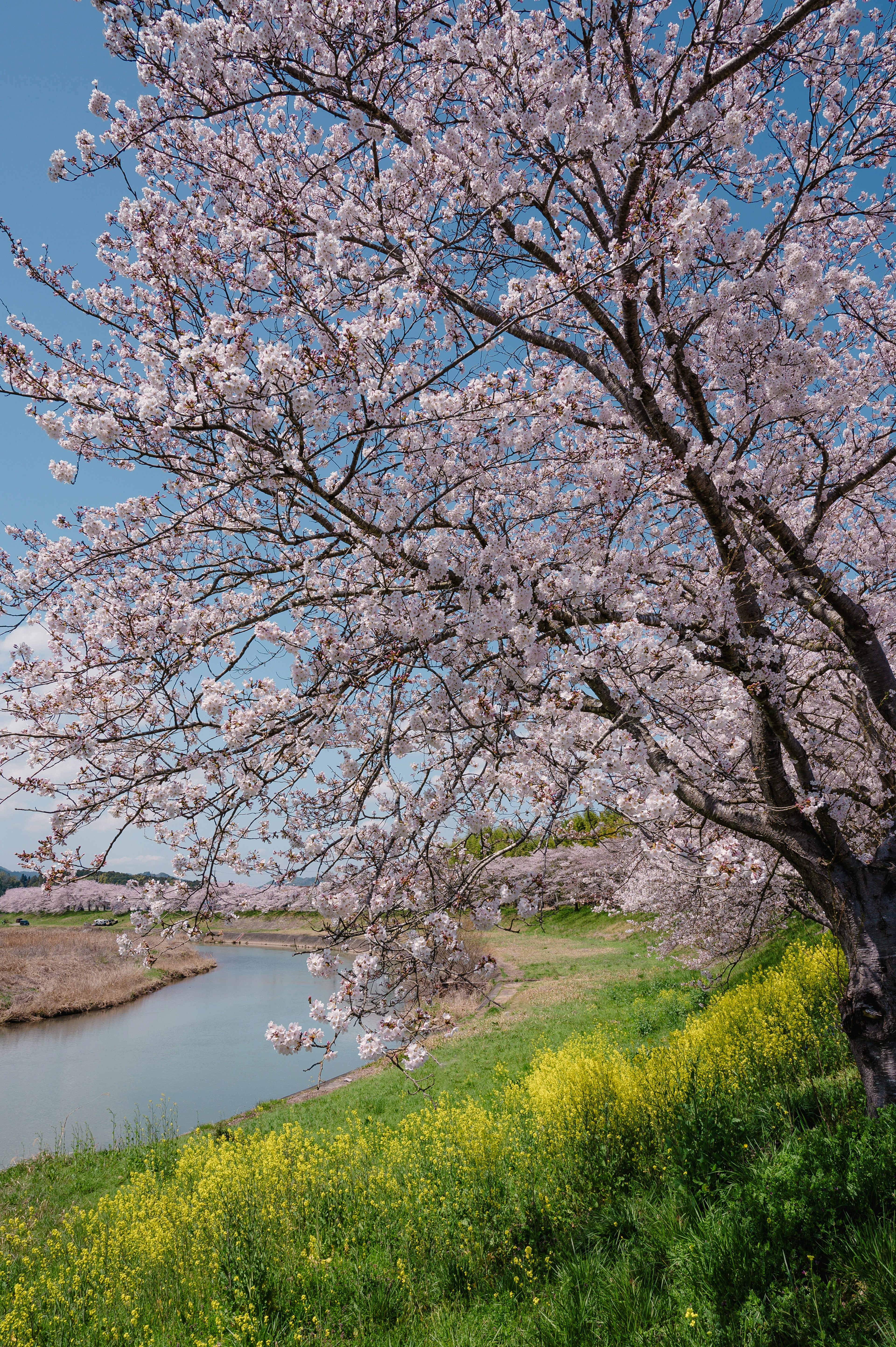 Cherry blossoms in full bloom by a river under a blue sky