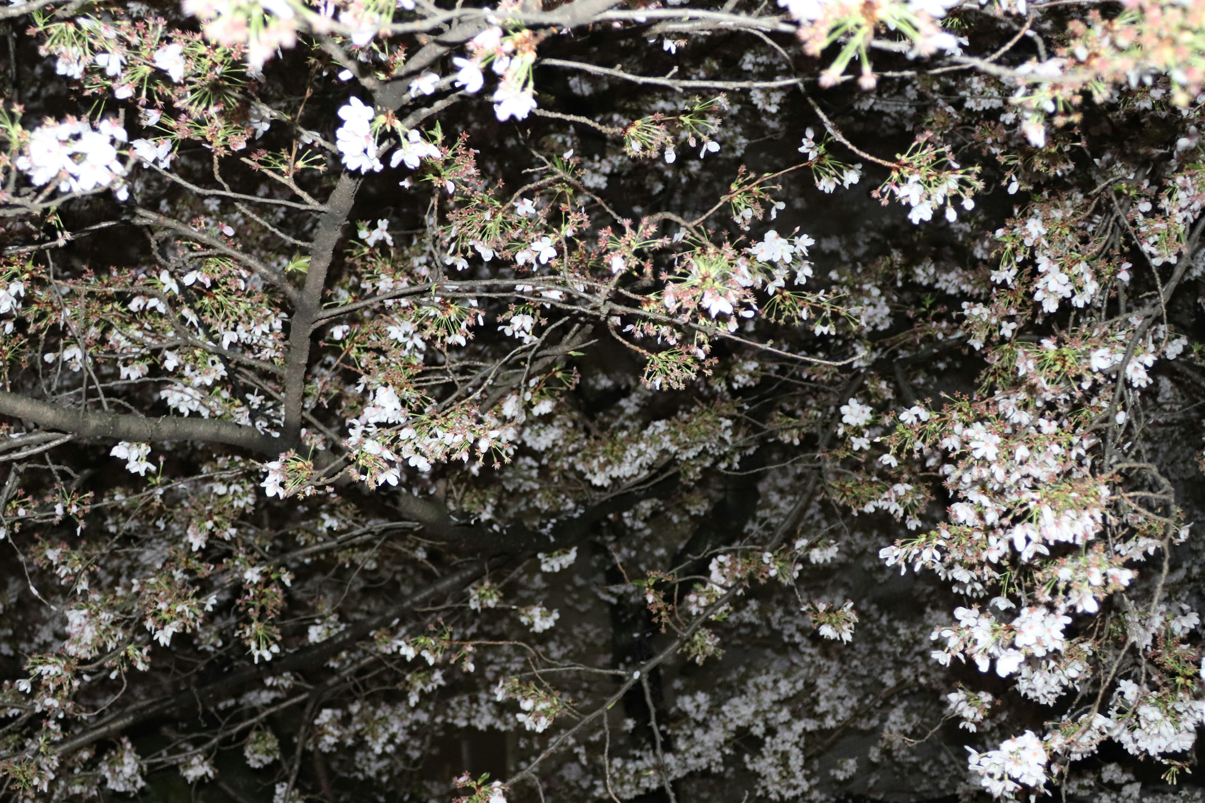 Cabang bunga sakura yang sedang mekar