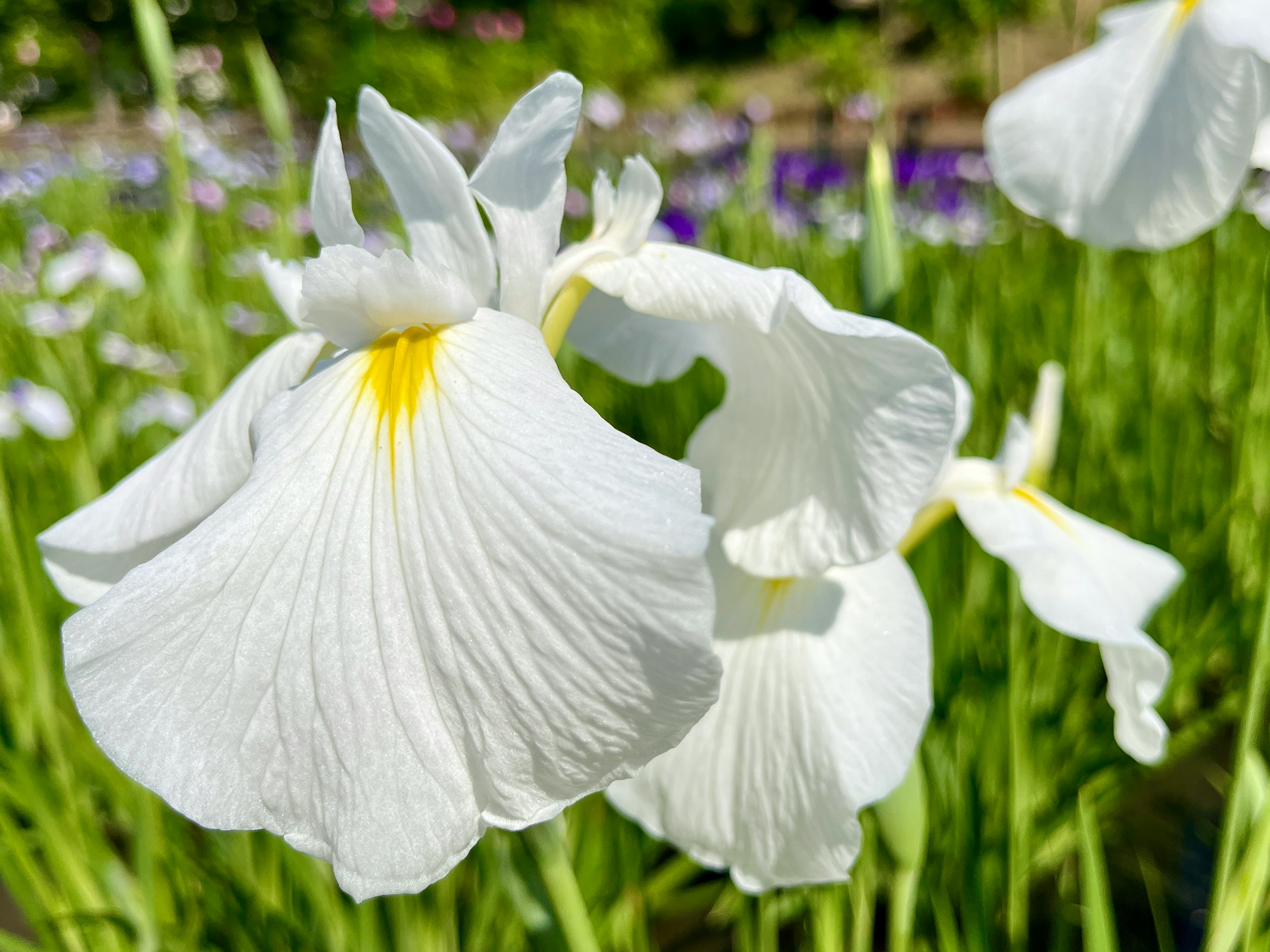 白い花弁と黄色い模様を持つ花が緑の葉に囲まれている