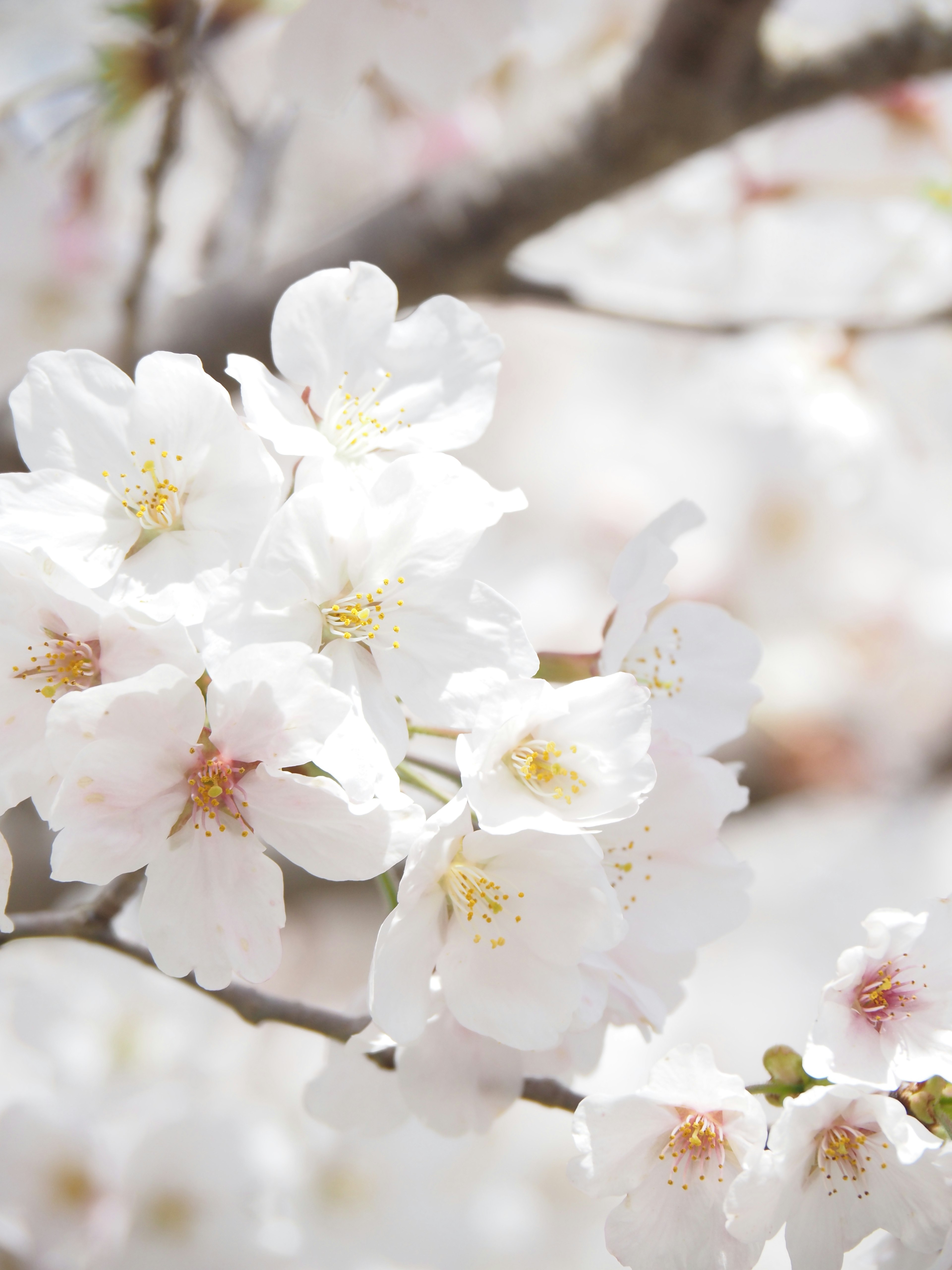 Flores de cerezo con pétalos blancos suaves y centros rosa pálido