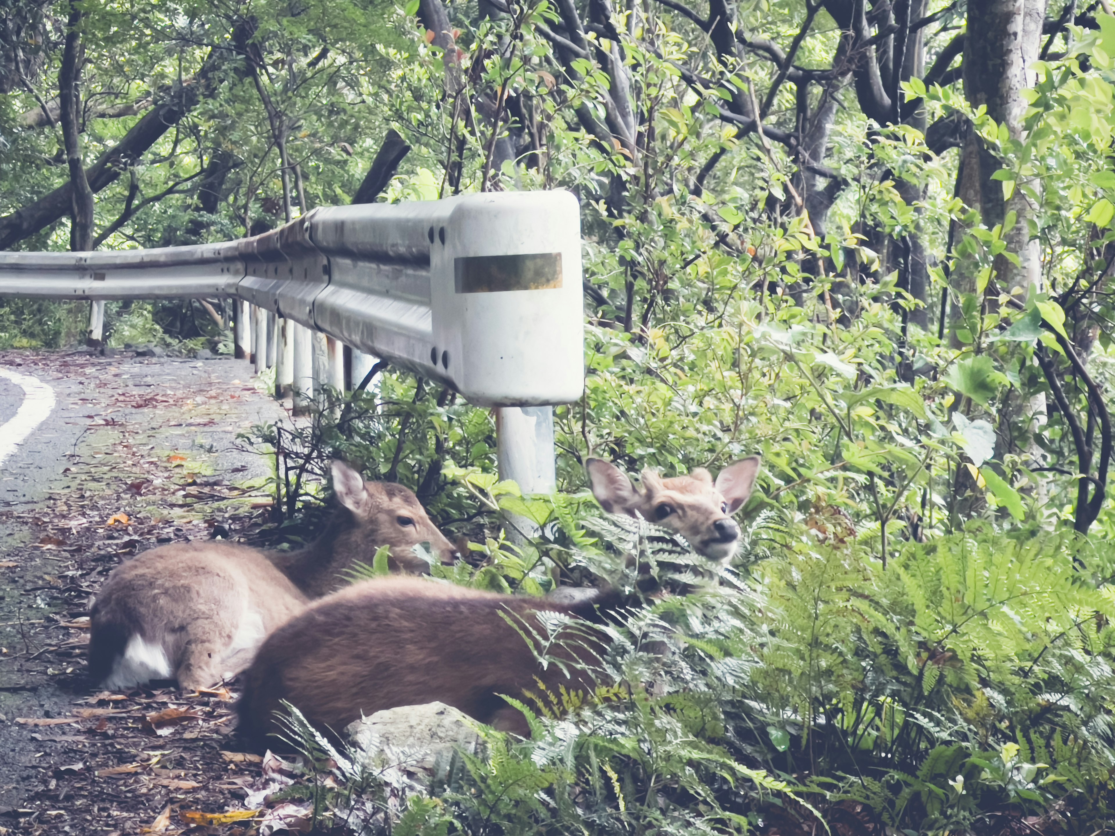 Two deer resting by the roadside surrounded by green plants