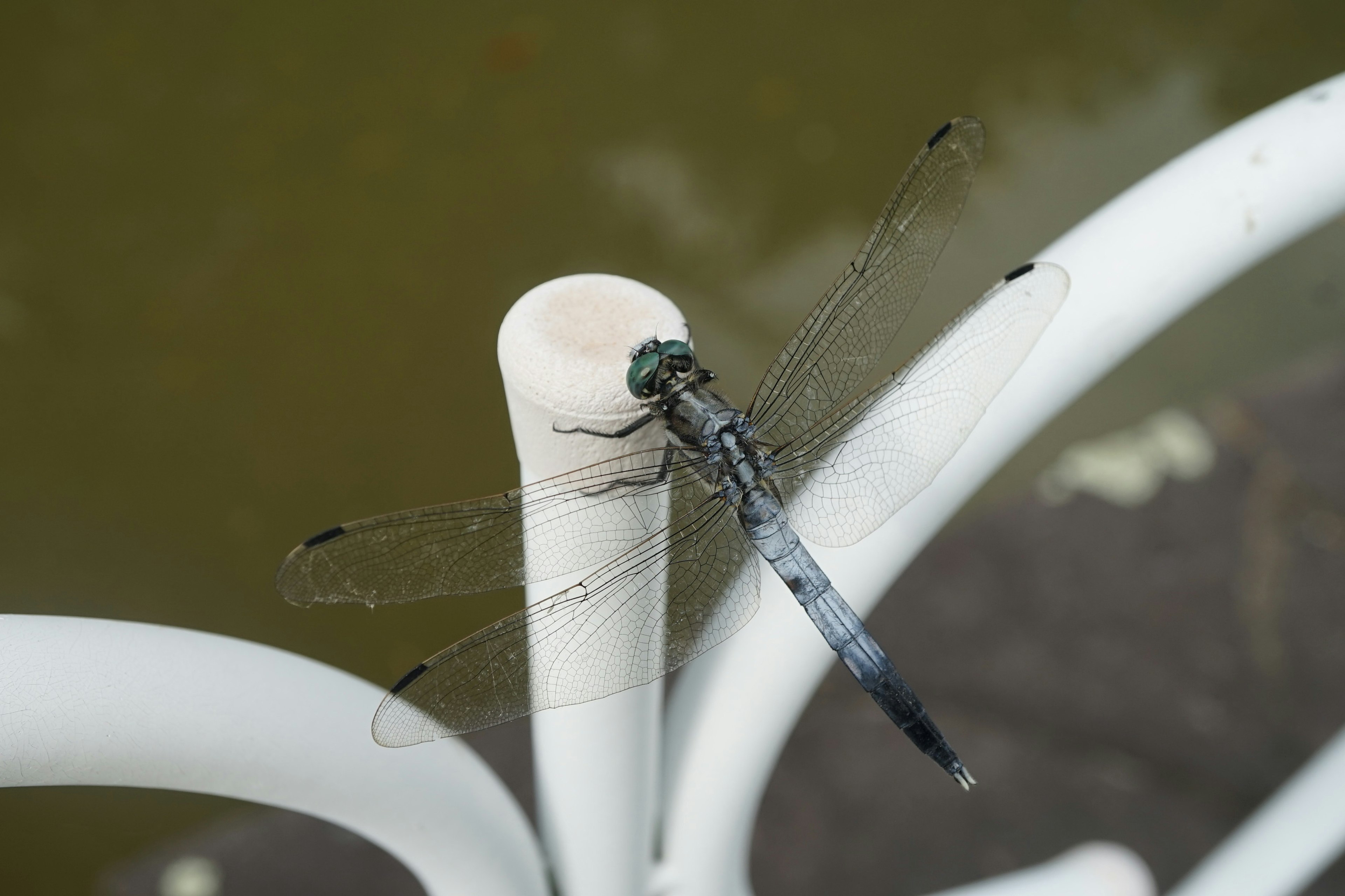 Nahaufnahme einer blauen Libelle, die auf einem weißen Rohr sitzt