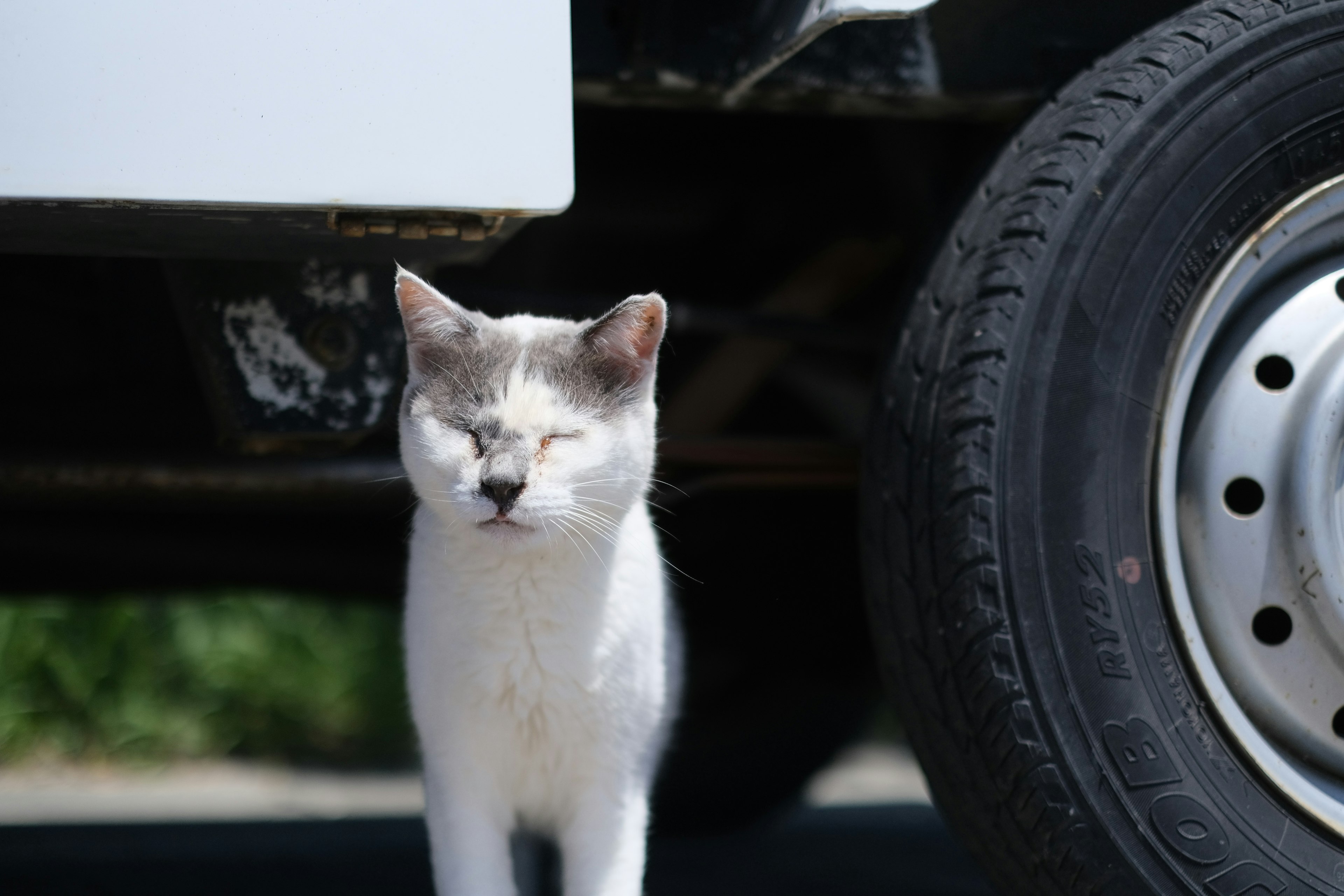 A white cat standing next to a vehicle