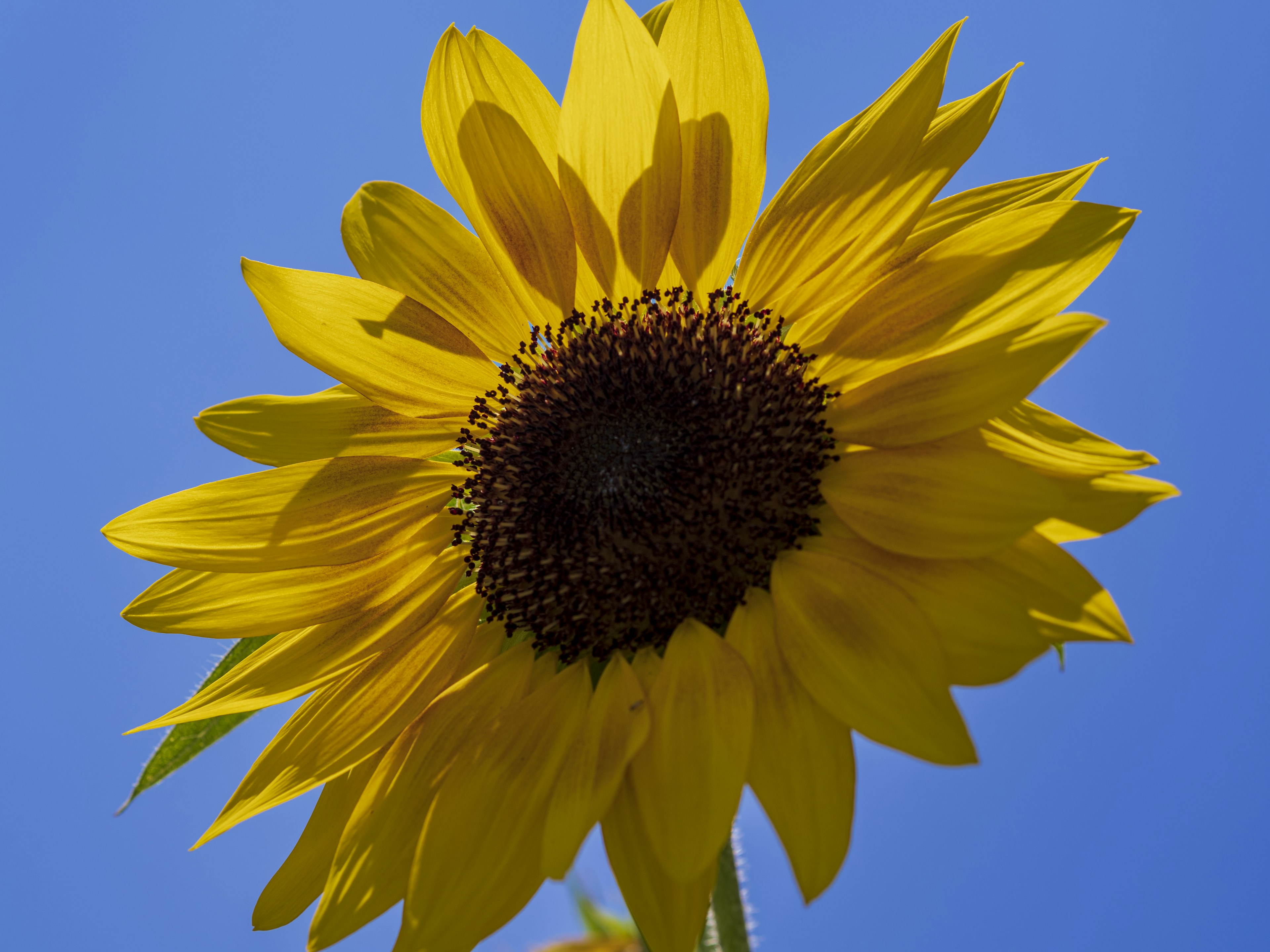 Große Sonnenblume mit leuchtend gelben Blütenblättern vor einem hellblauen Himmel