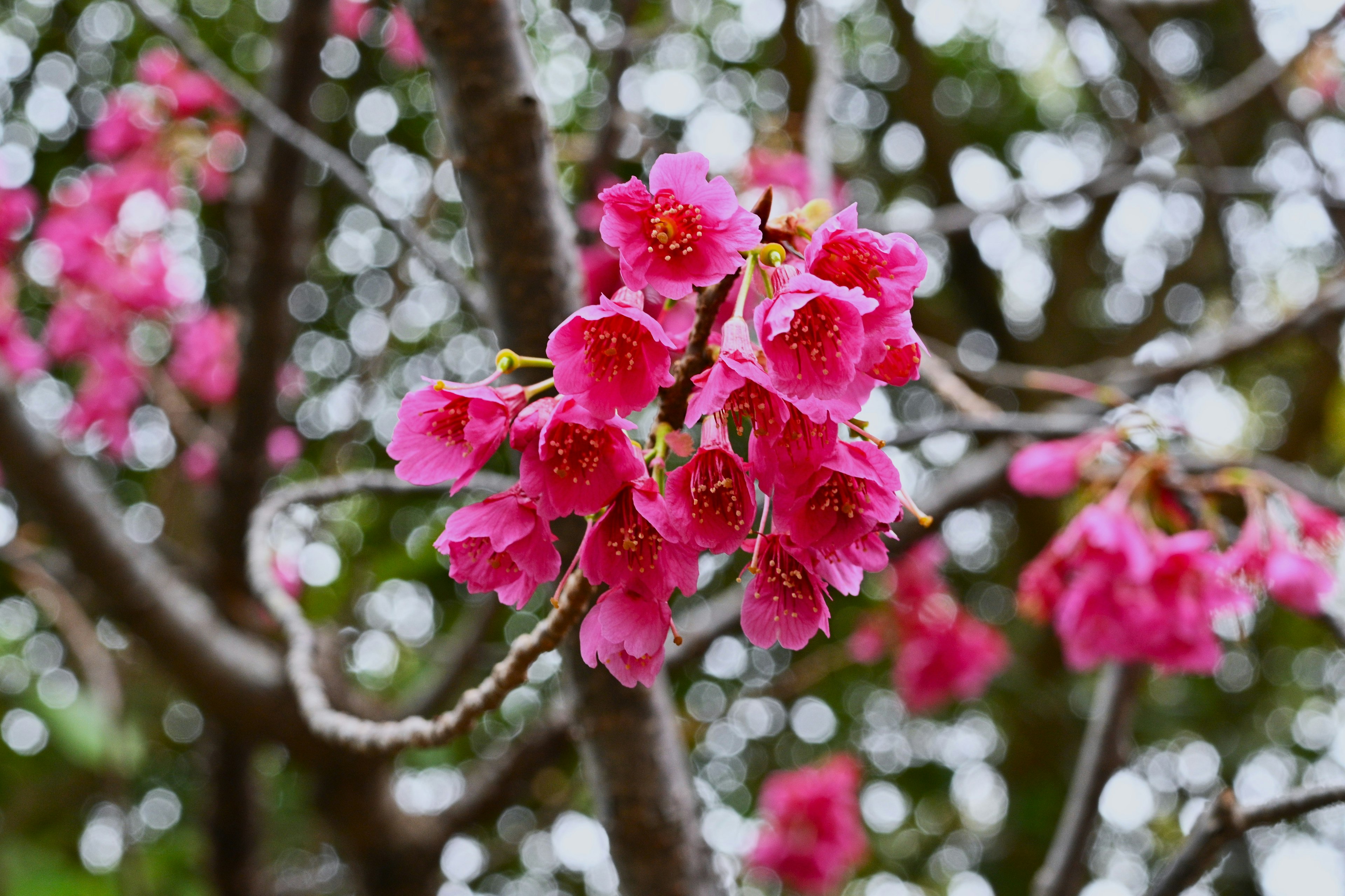 ピンクの花が咲いている木の枝のクローズアップ