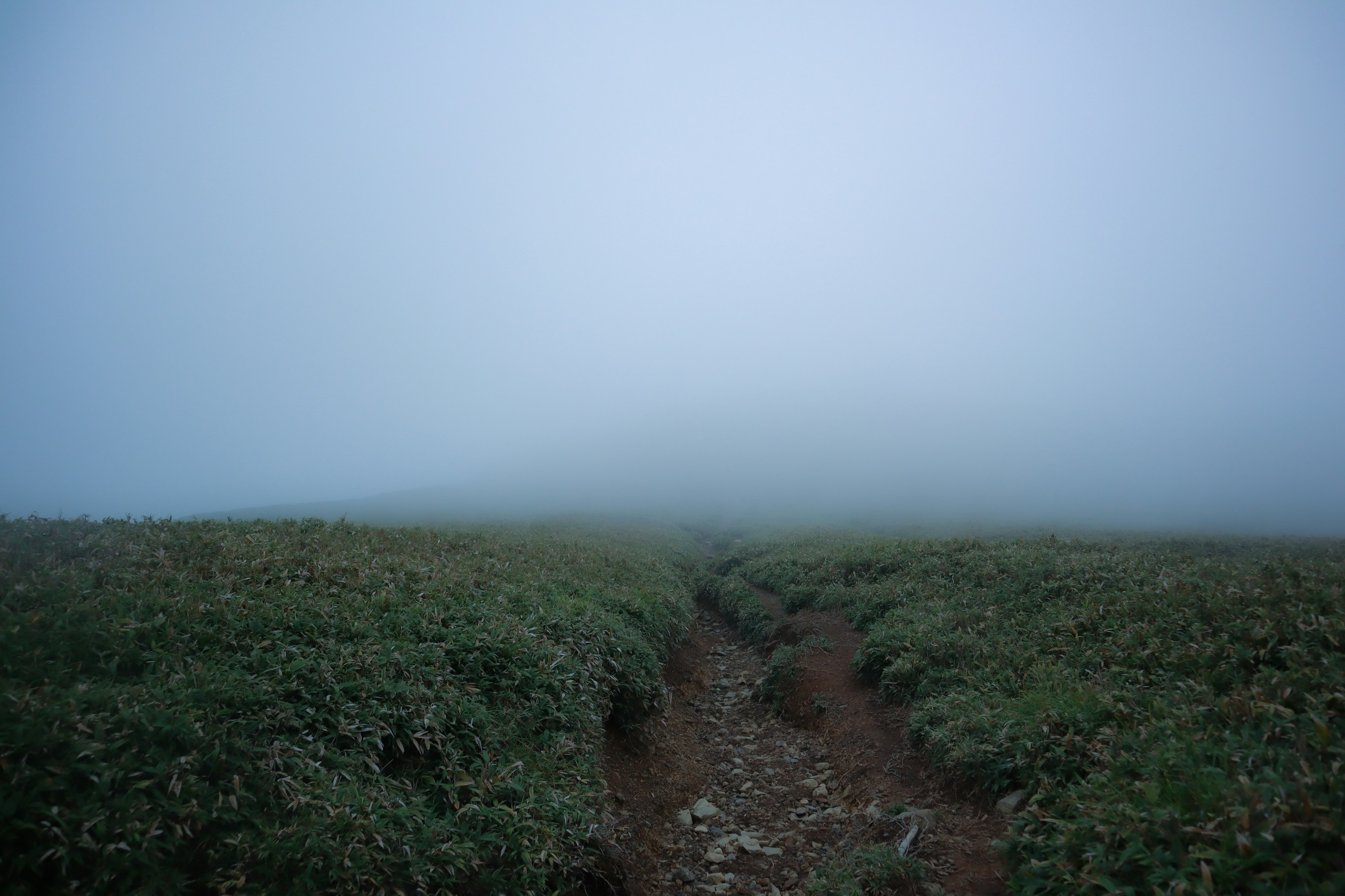 Eine neblige Landschaft mit einem schmalen Weg durch das Grün