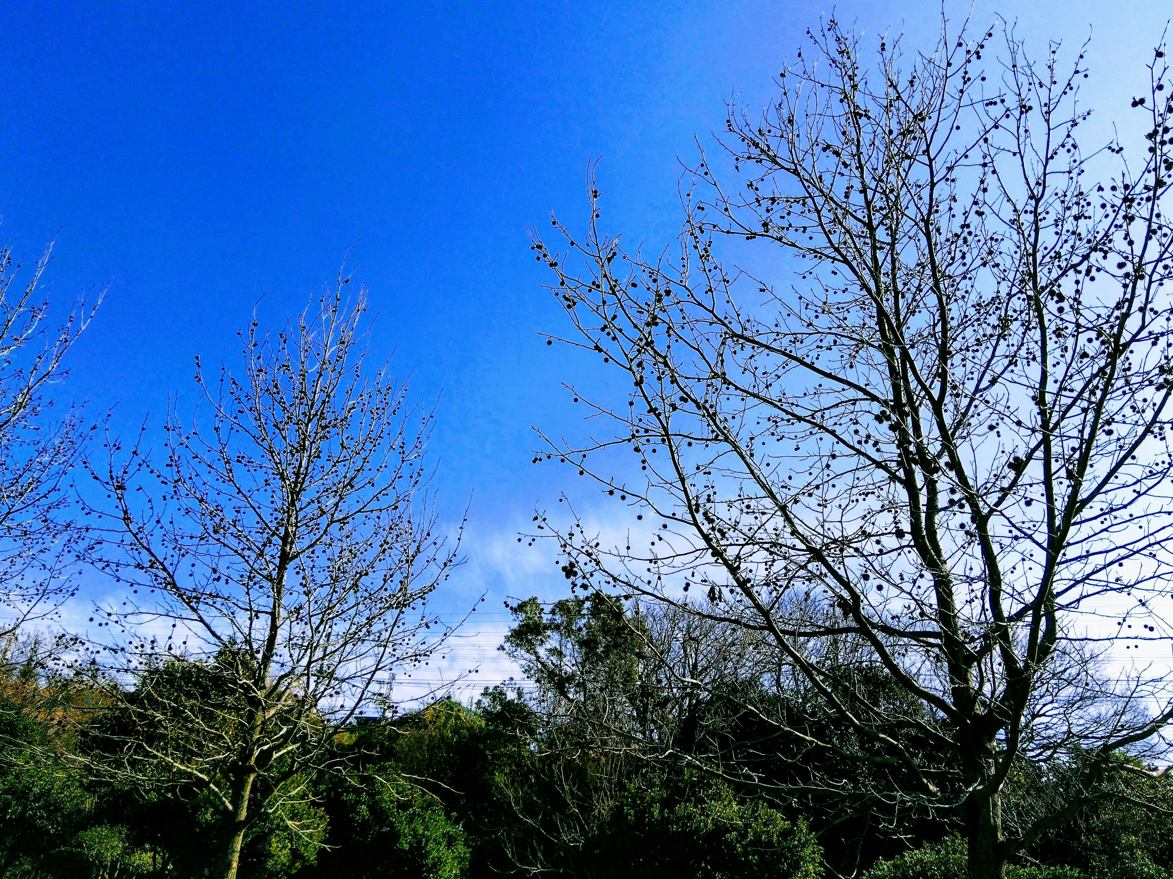 Pohon musim dingin di bawah langit biru yang cerah