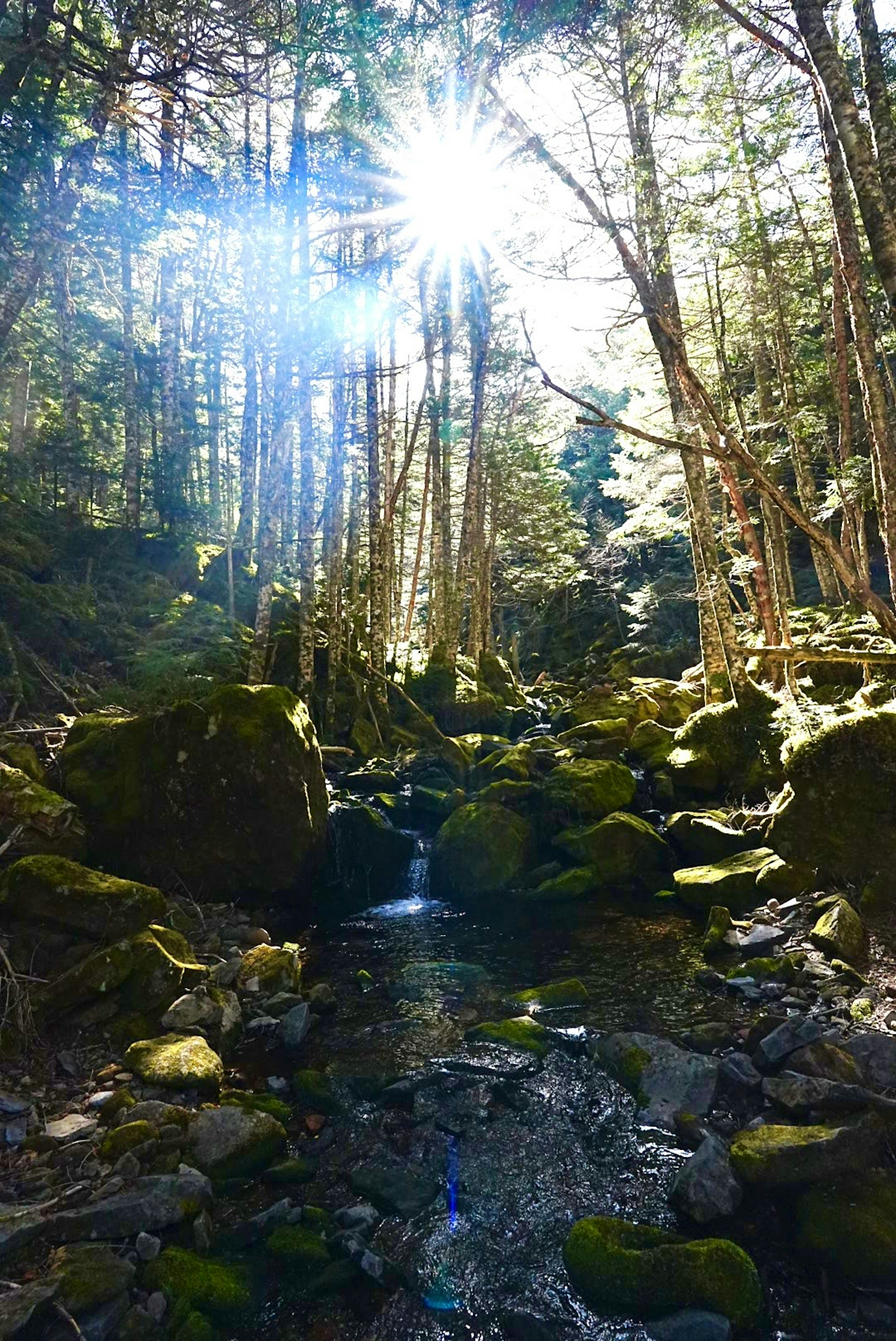 Forest scene with a stream and sunlight filtering through the trees