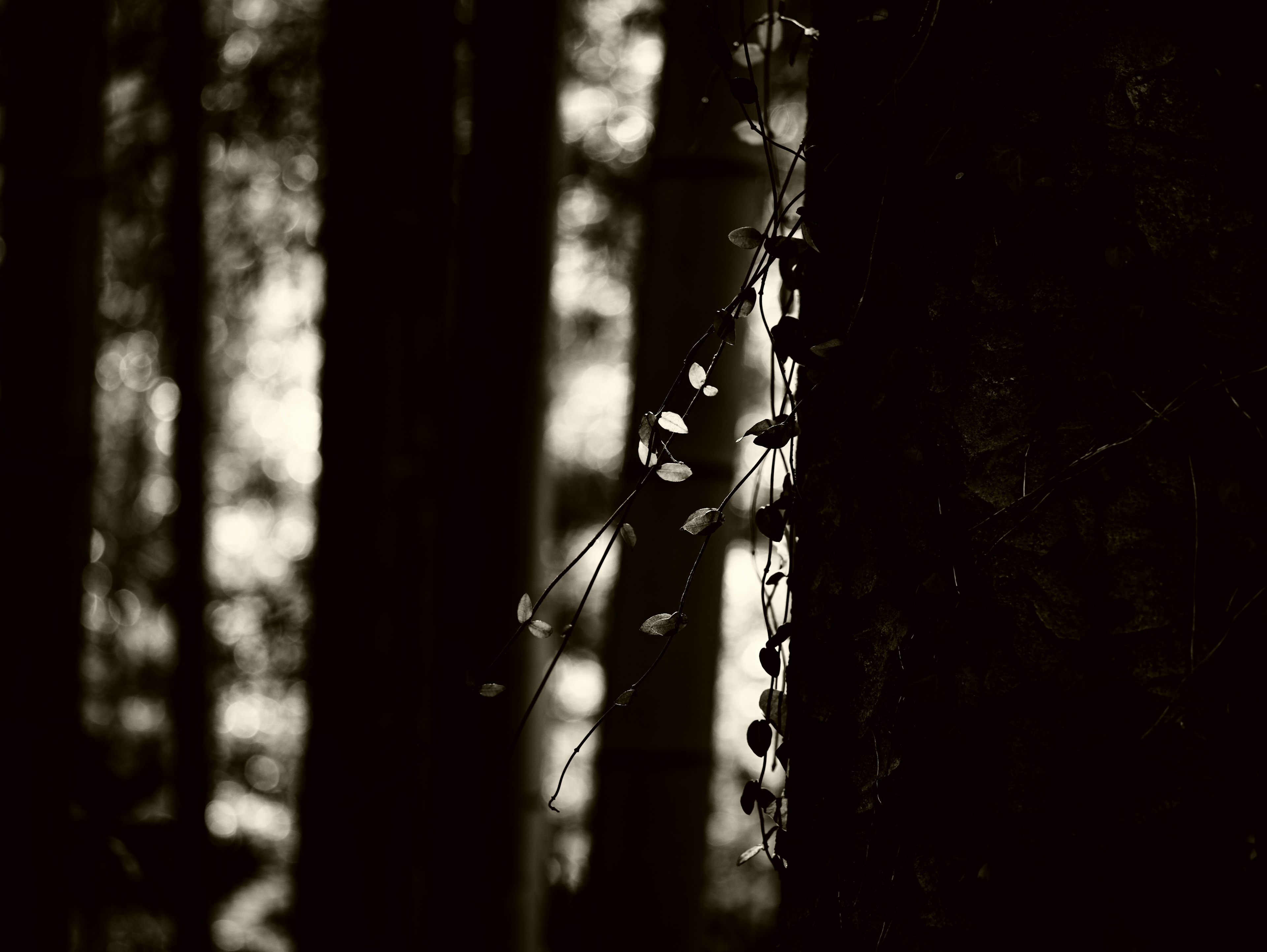 Escena forestal en blanco y negro con luz filtrándose a través de los árboles hojas entrelazadas en el tronco de un árbol