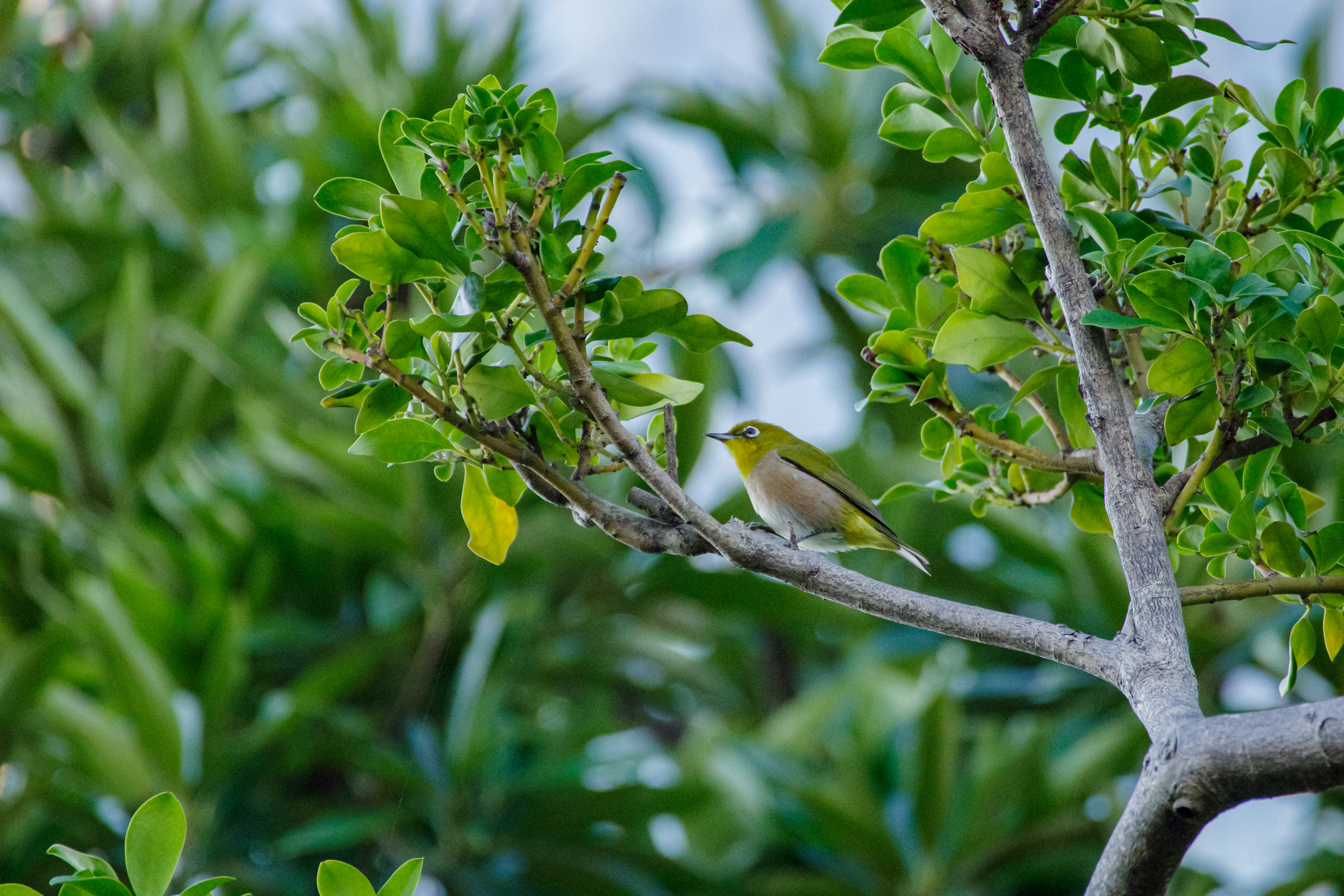 Un pequeño pájaro posado en una rama entre hojas verdes vibrantes