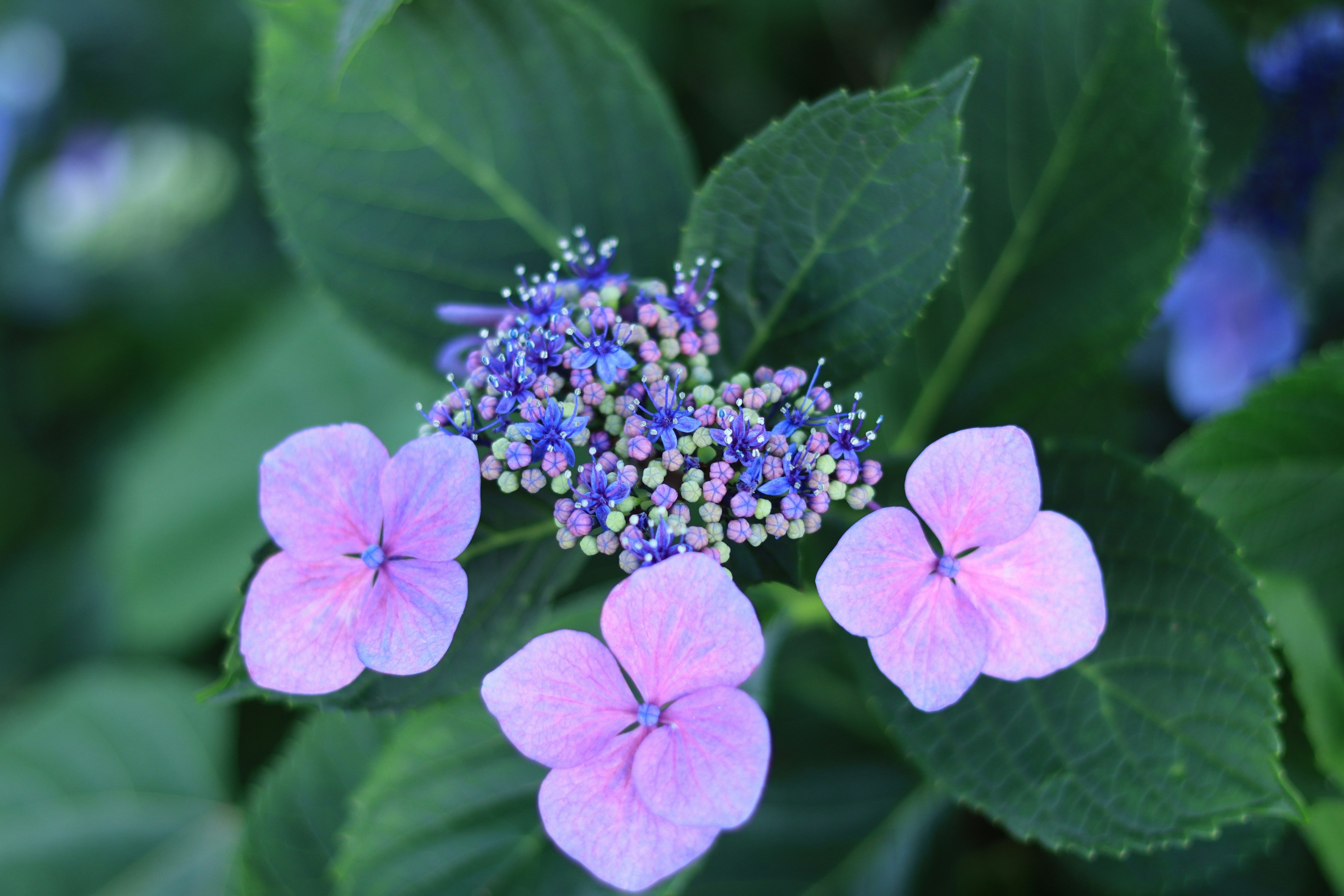 Cluster of purple flowers and small blue flowers on green leaves