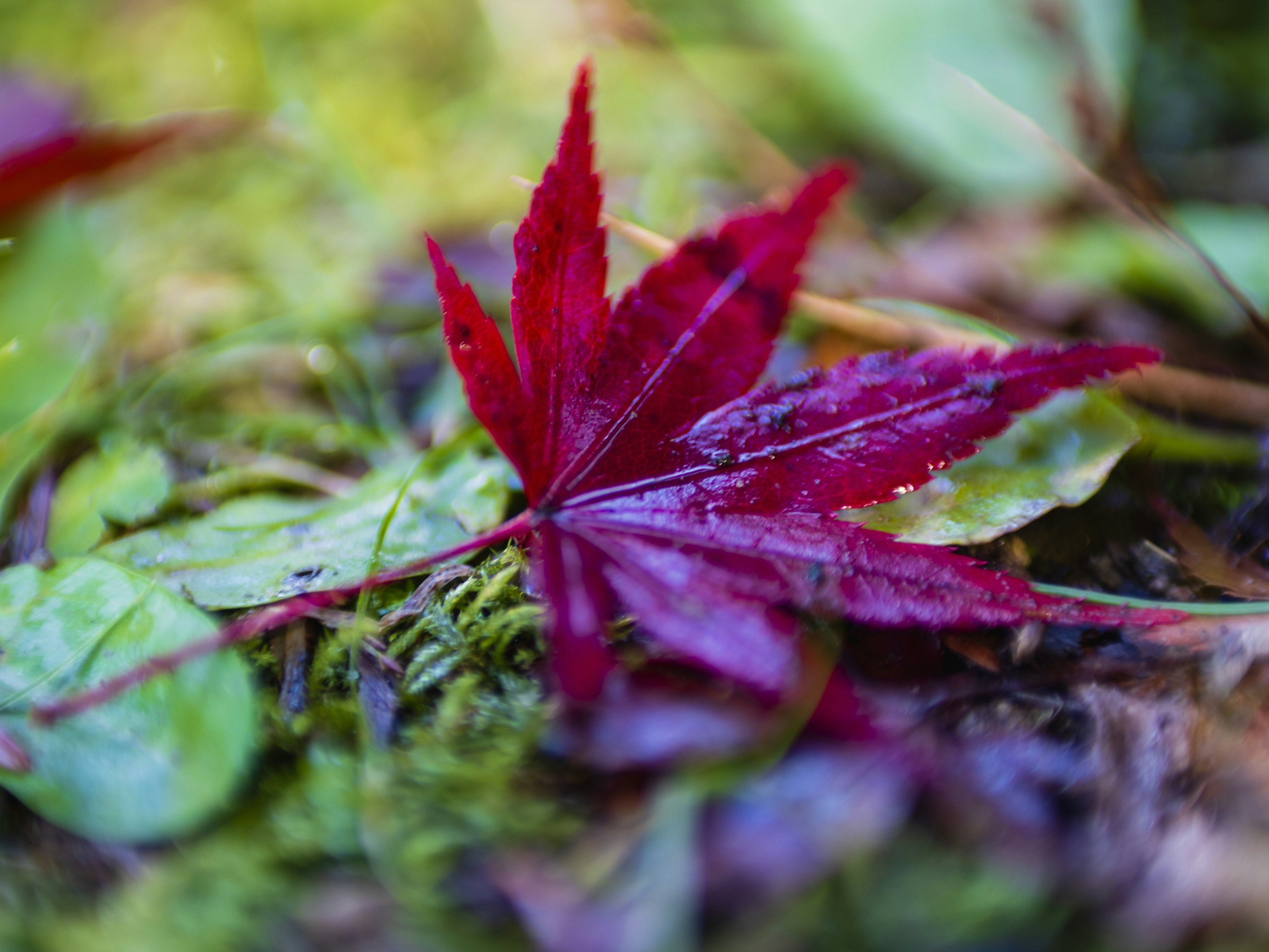 Feuille d'érable rouge reposant sur de la mousse verte