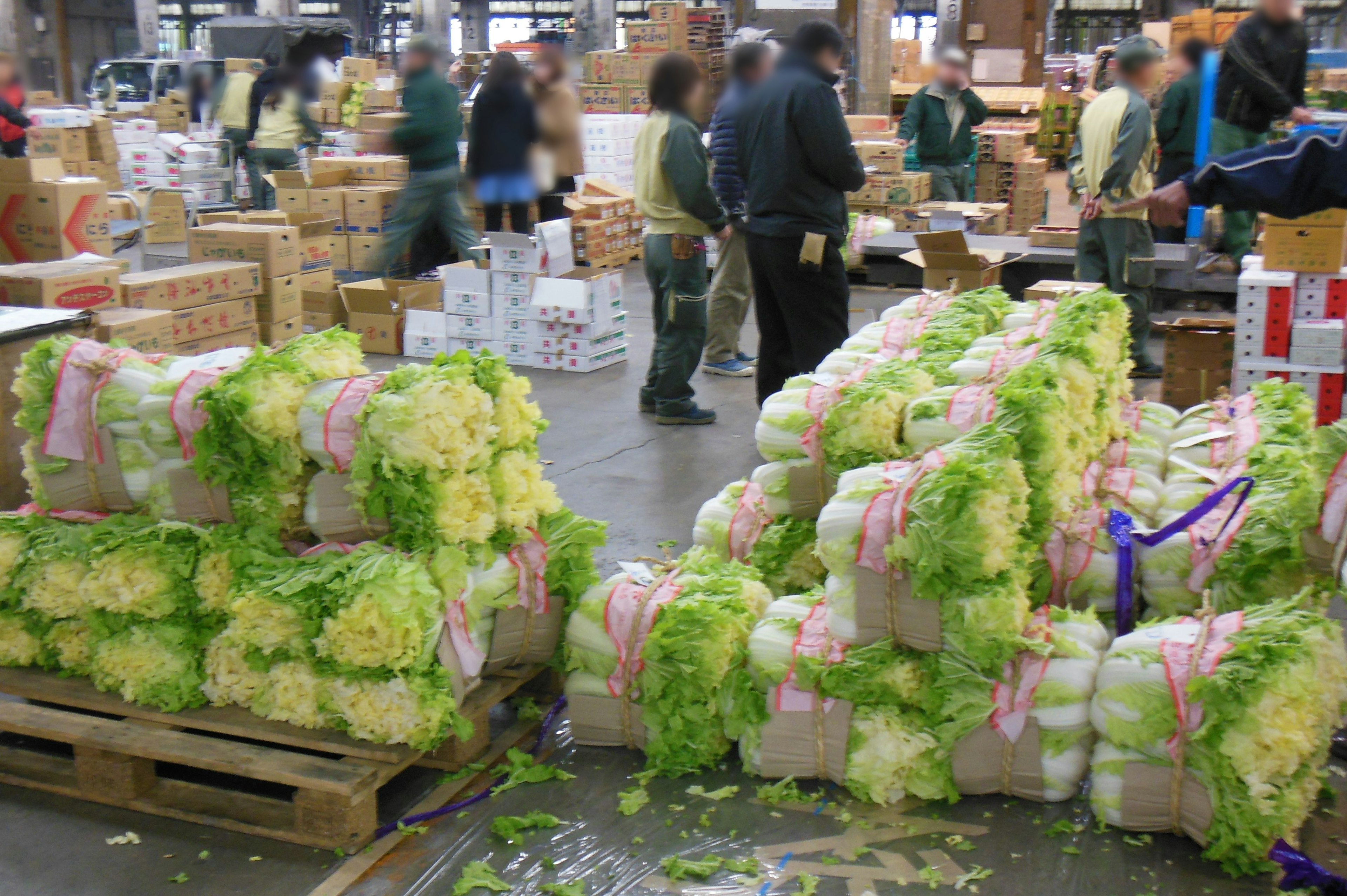 市場で積まれたキャベツの束と作業員