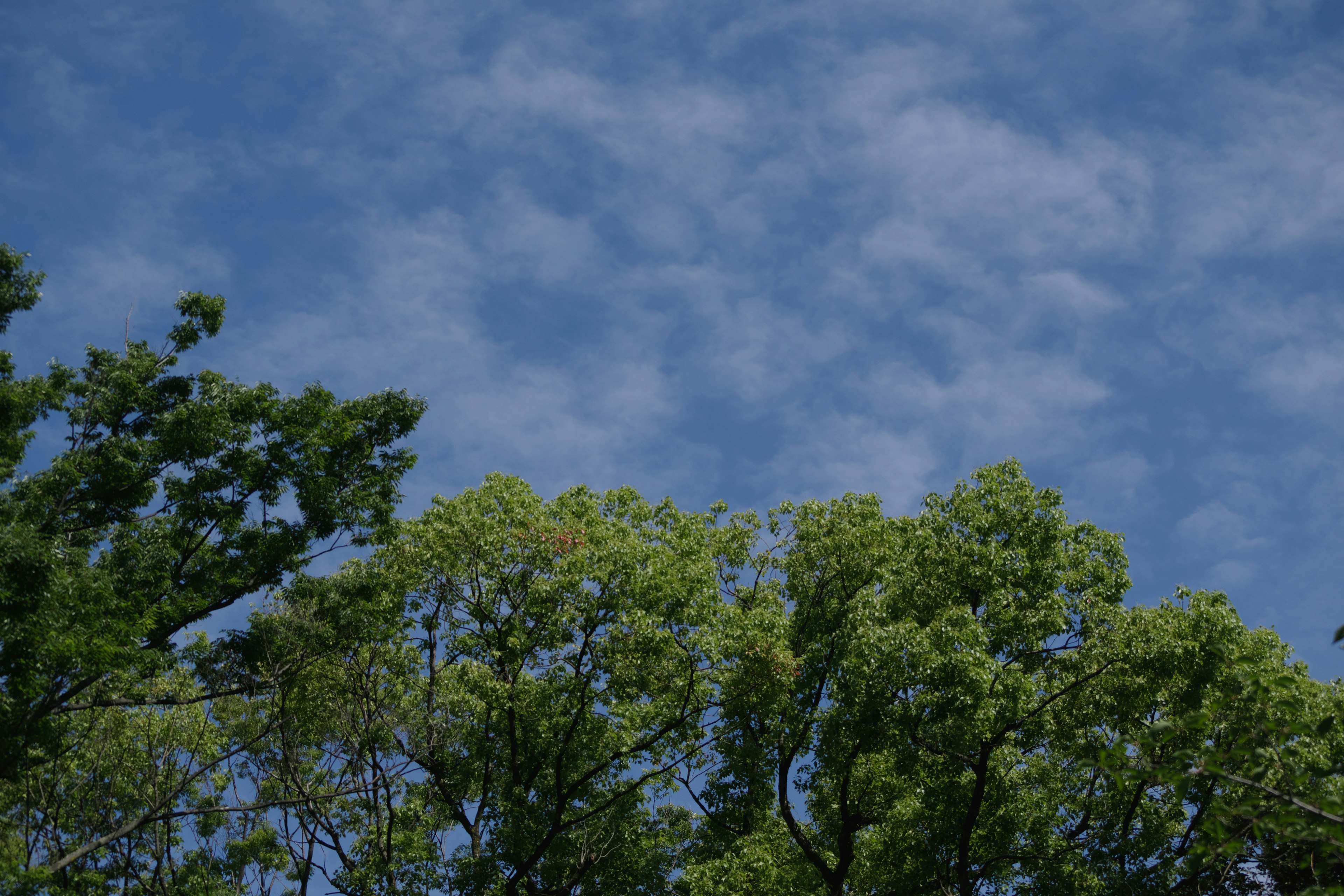 Vue panoramique d'arbres verts contre un ciel bleu