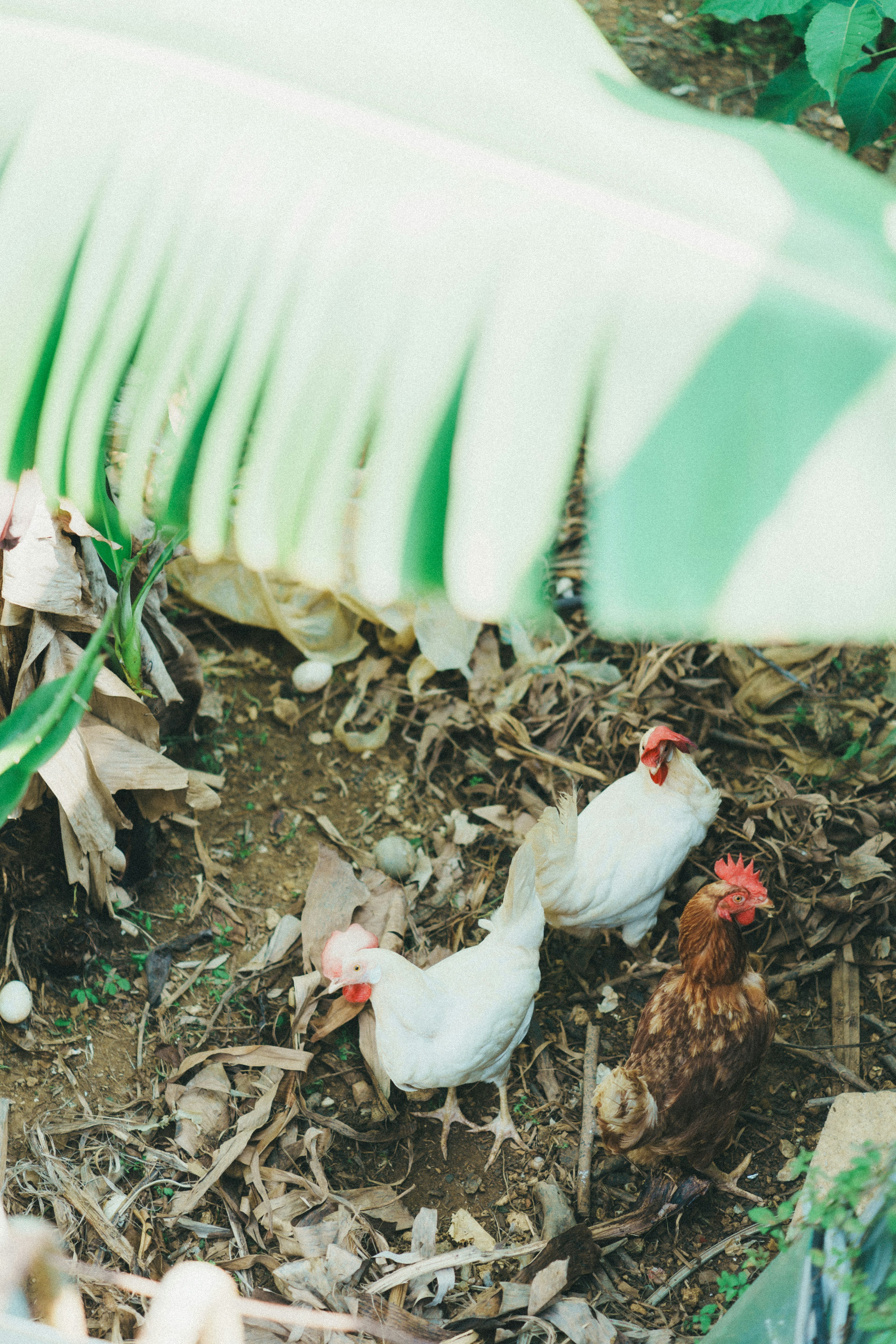 Chickens foraging in a garden under a large green leaf