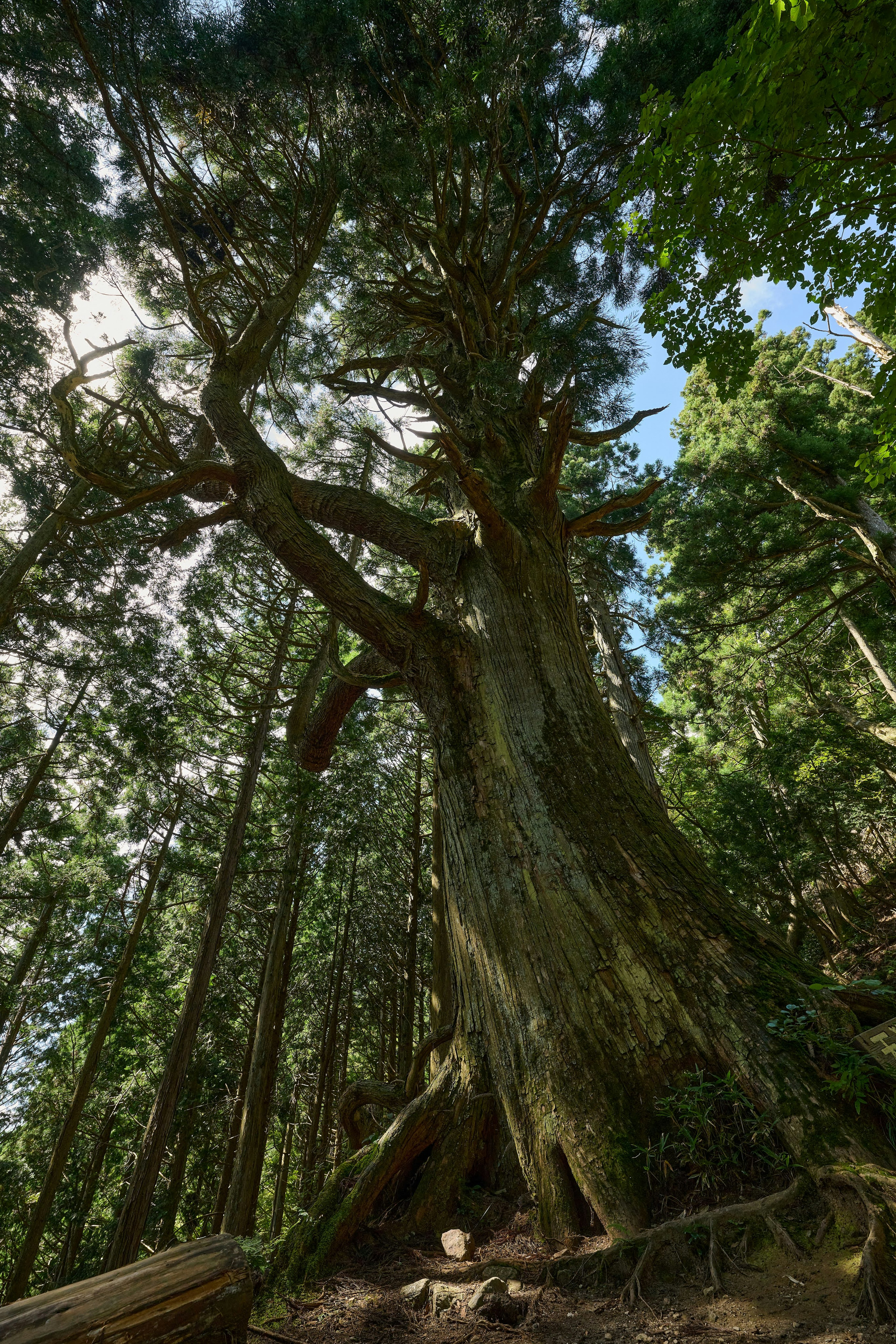 Hoher Baum in einem Wald mit hellem Himmel und grünen Blättern