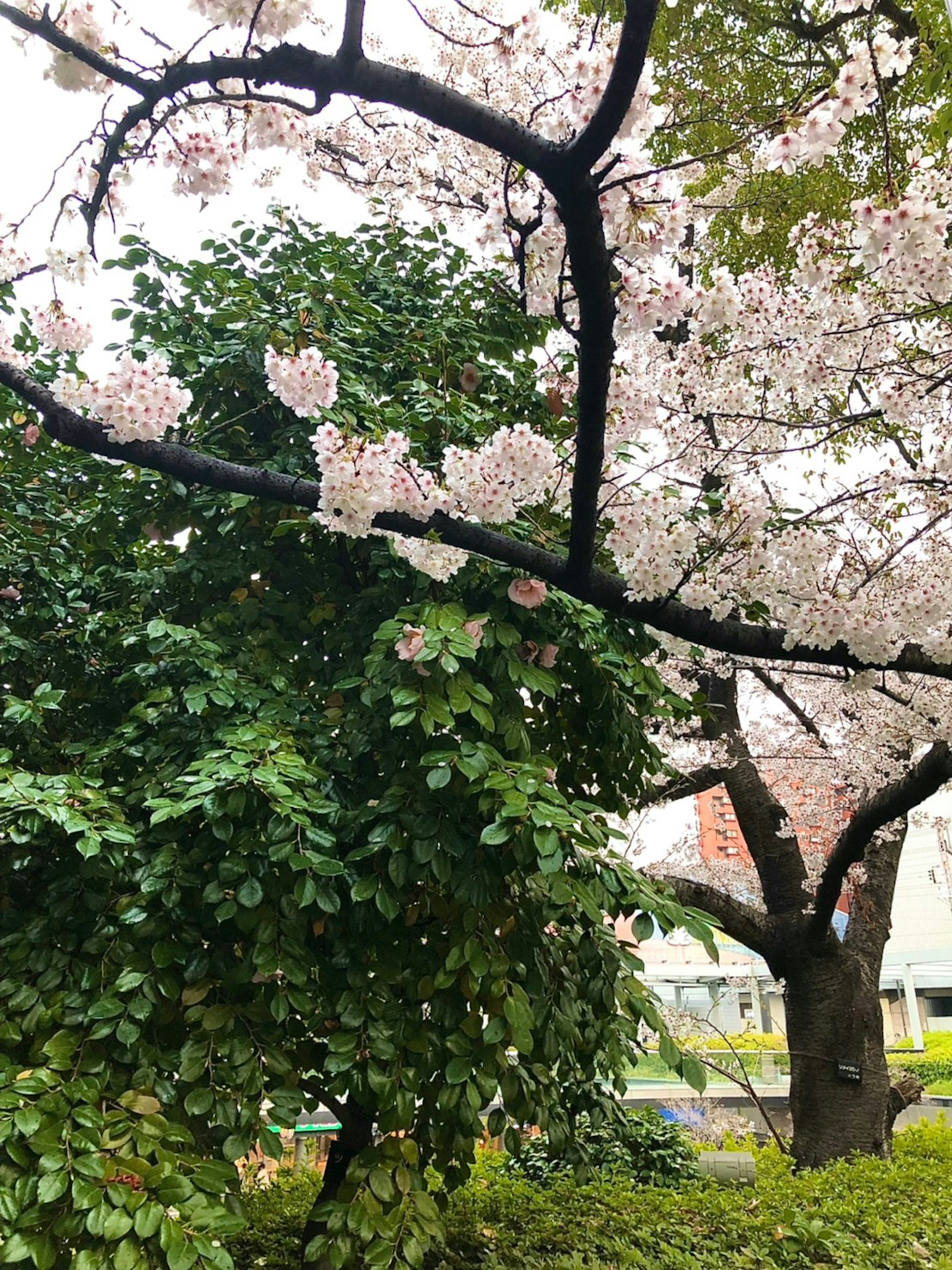 桜の花が咲く枝と緑の葉を持つ風景