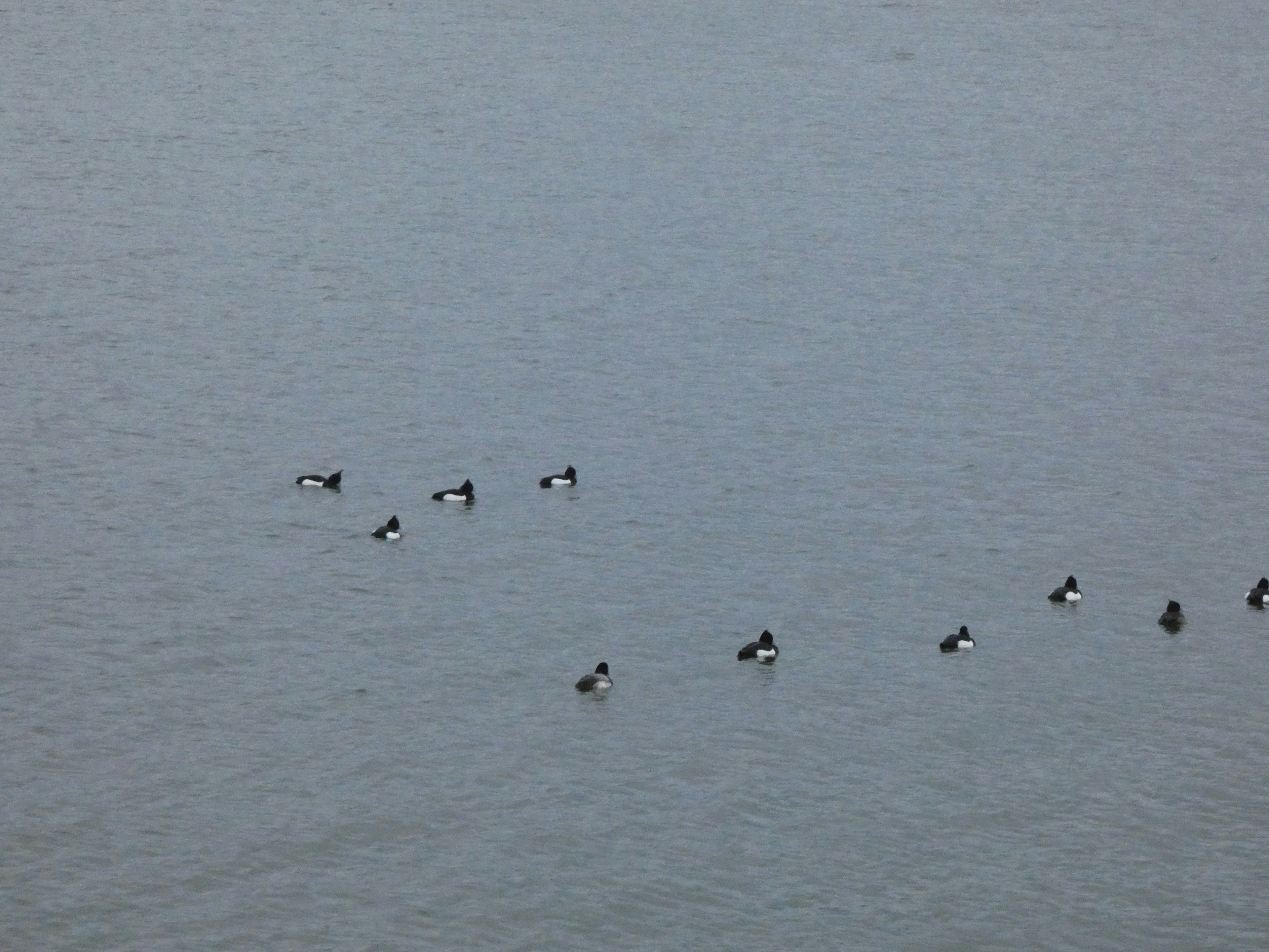 Un grupo de patos nadando en la superficie del agua