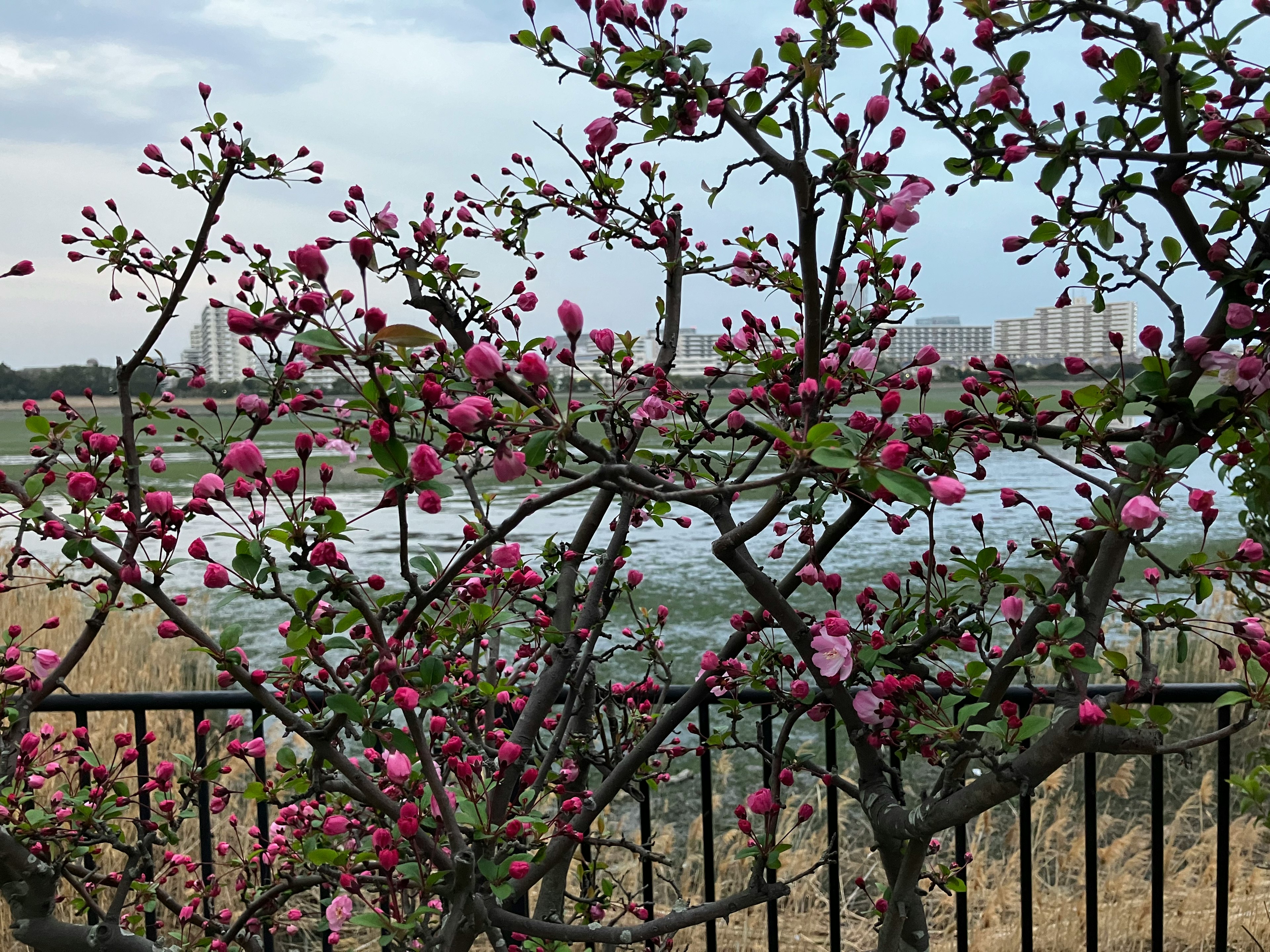 A flowering tree with pink blossoms overlooking a serene water body and cityscape