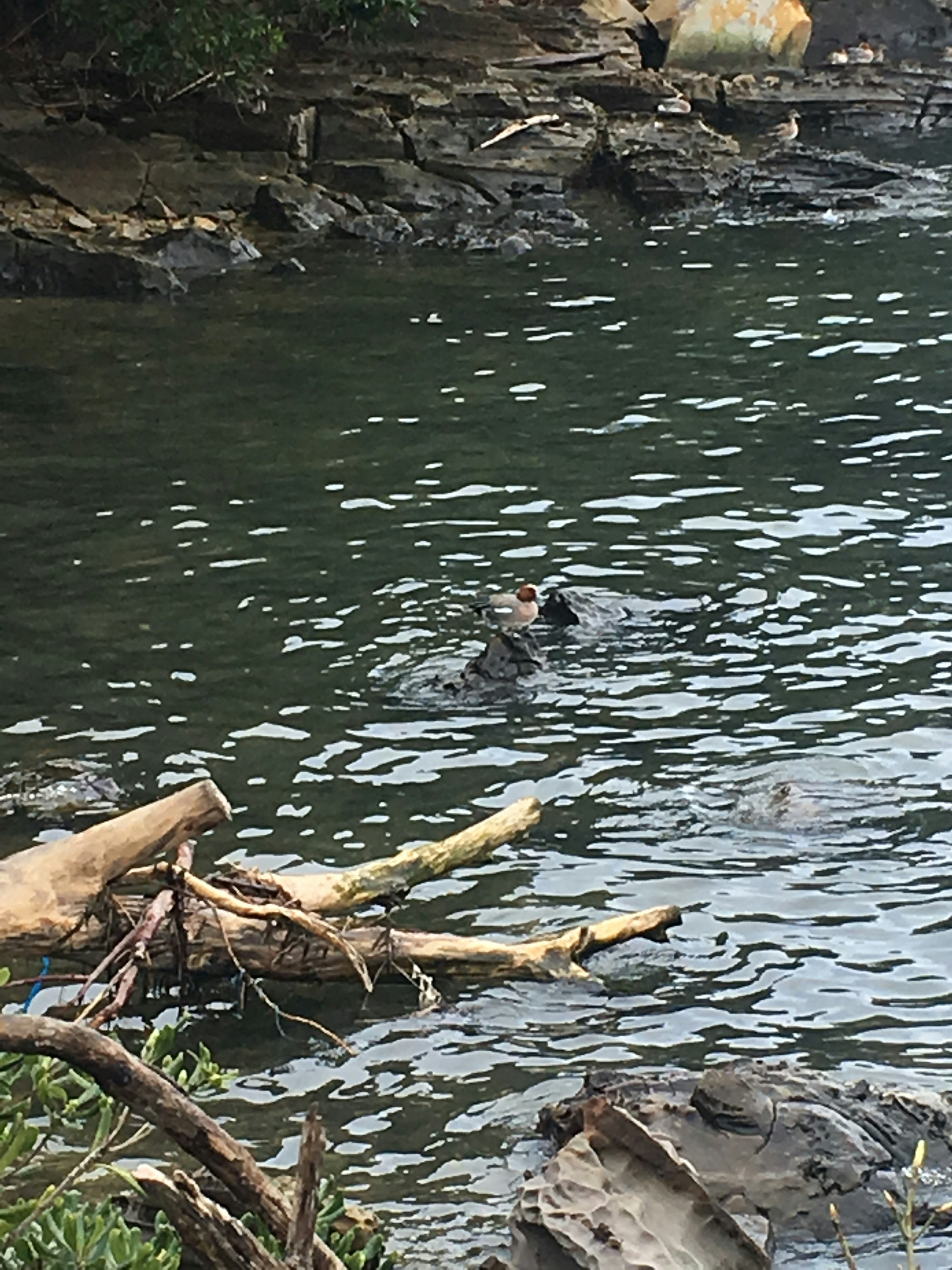 水面に浮かぶ木の枝と岩の近くで泳ぐ動物