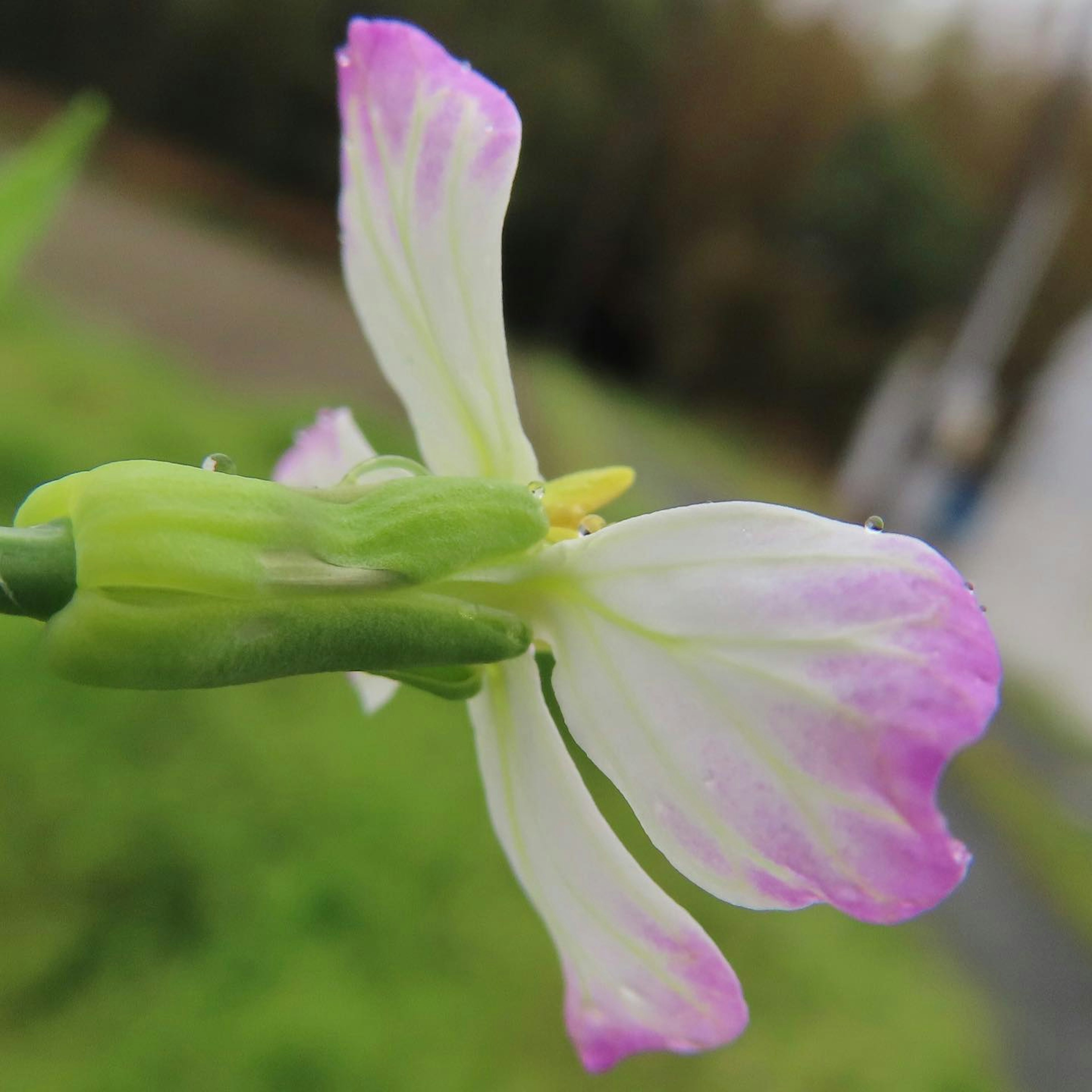 白とピンクの花びらを持つ植物の拡大写真