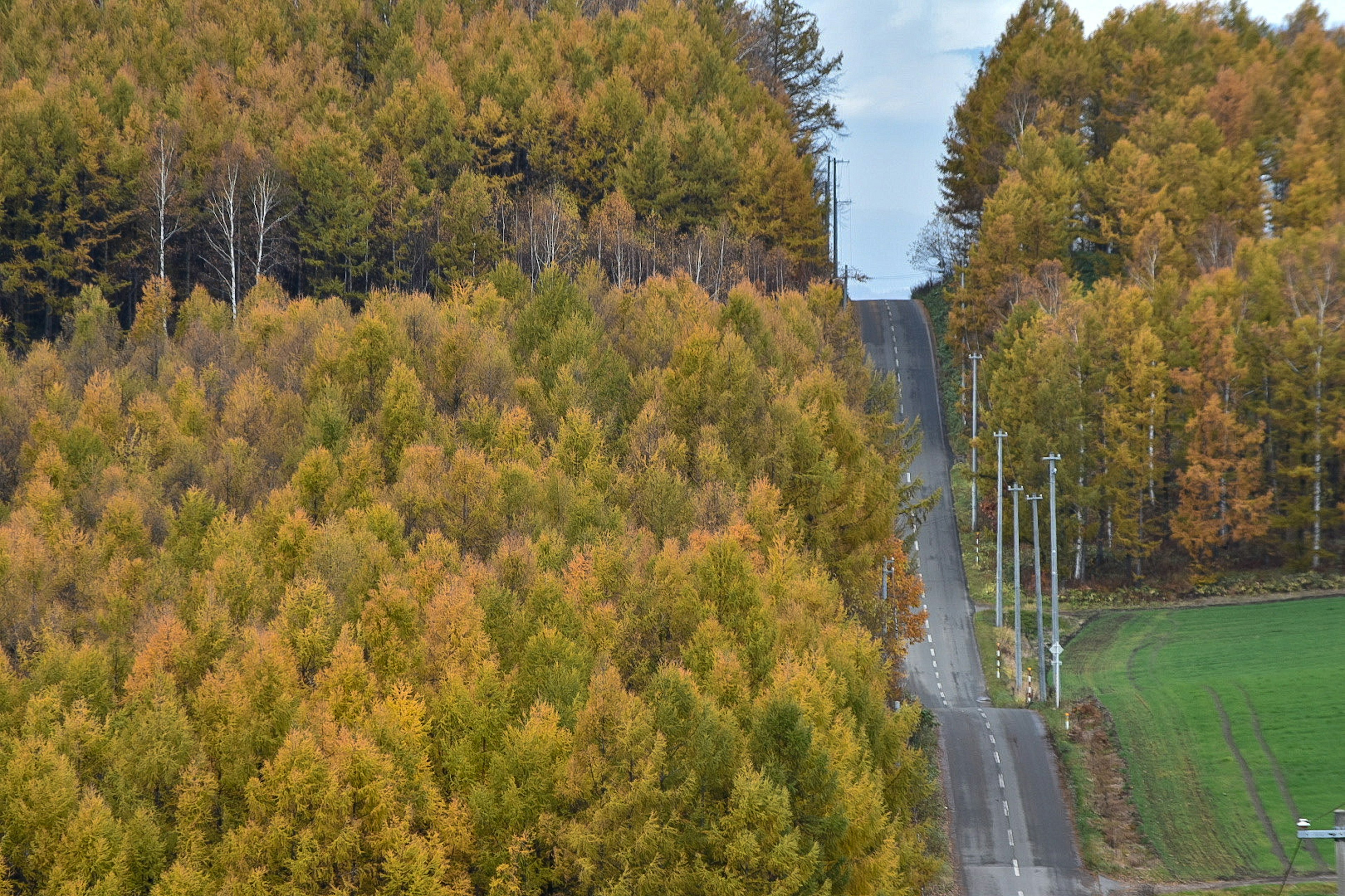 色とりどりの木々が広がる丘陵地帯と道路の風景