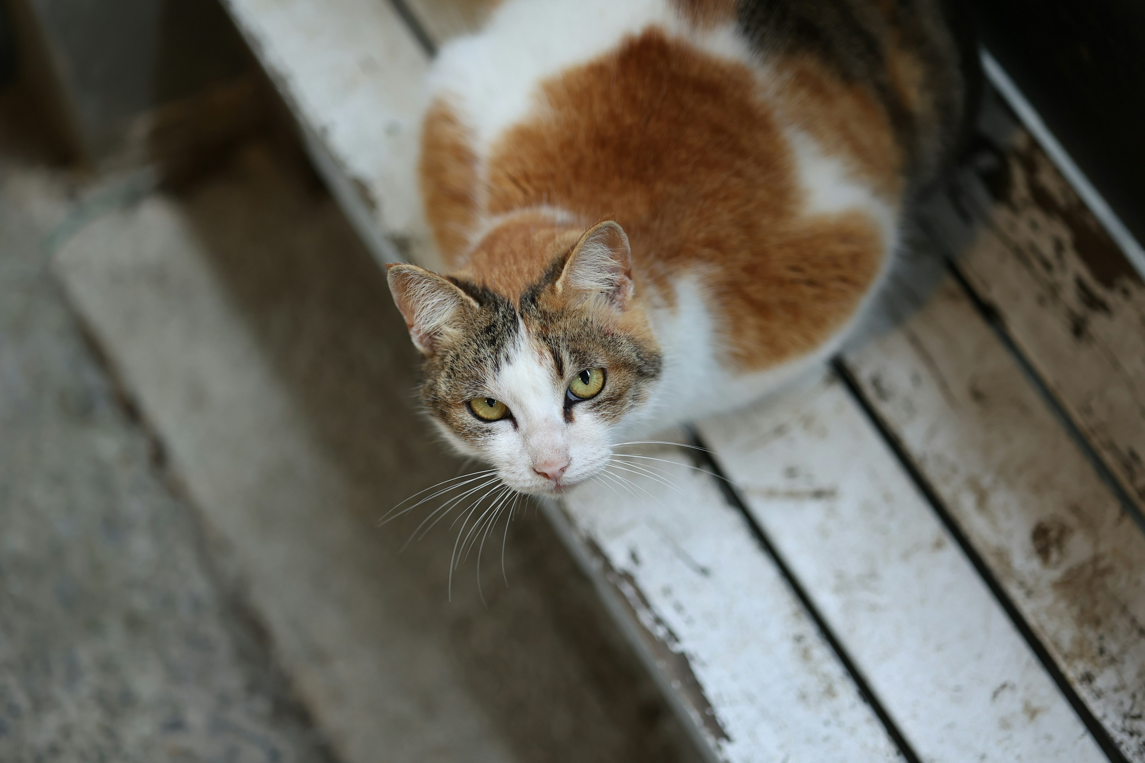 Eine dreifarbige Katze mit weißen und orangen Flecken sitzt auf einer Holzbank