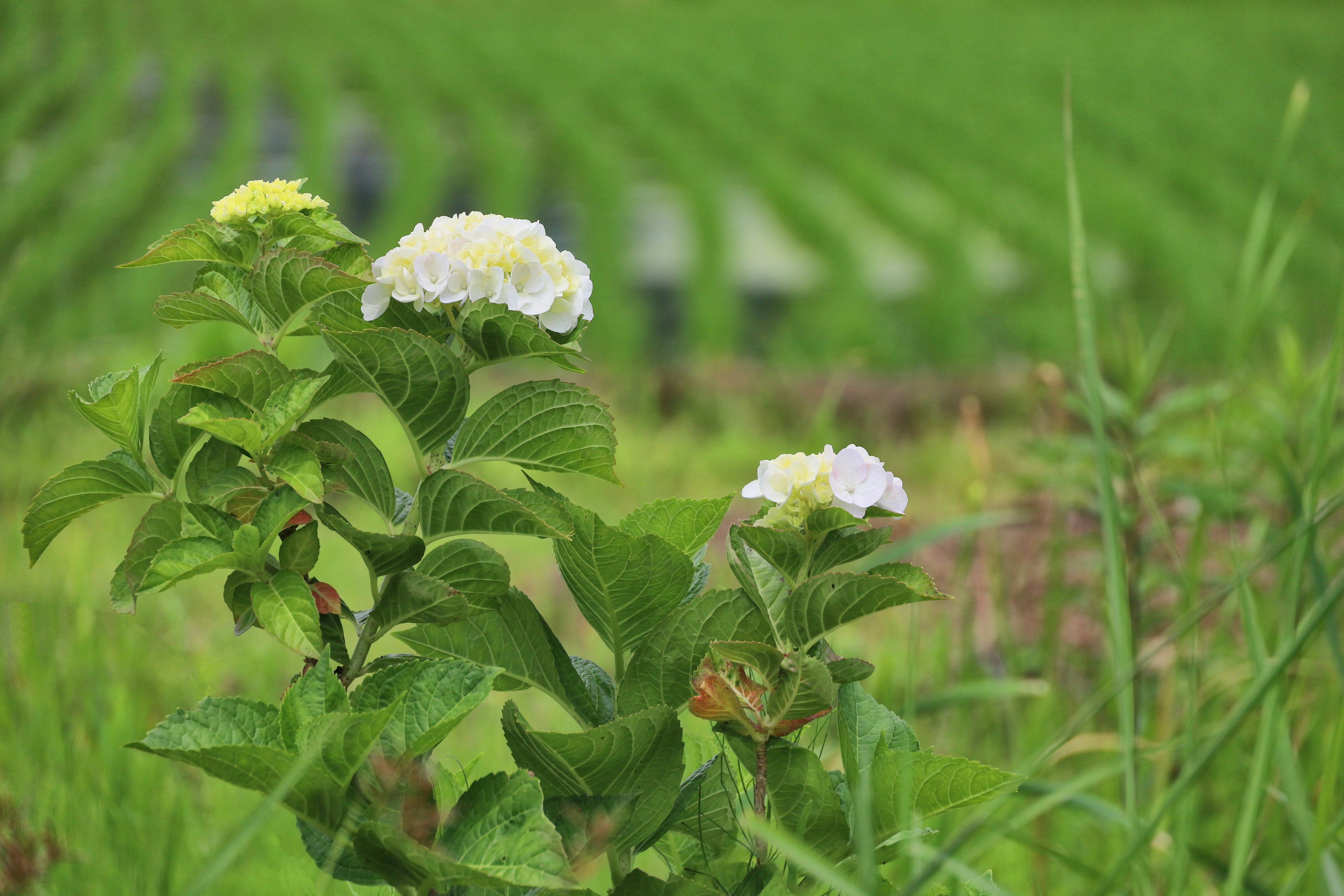 Planta con flores blancas en un paisaje rural verde