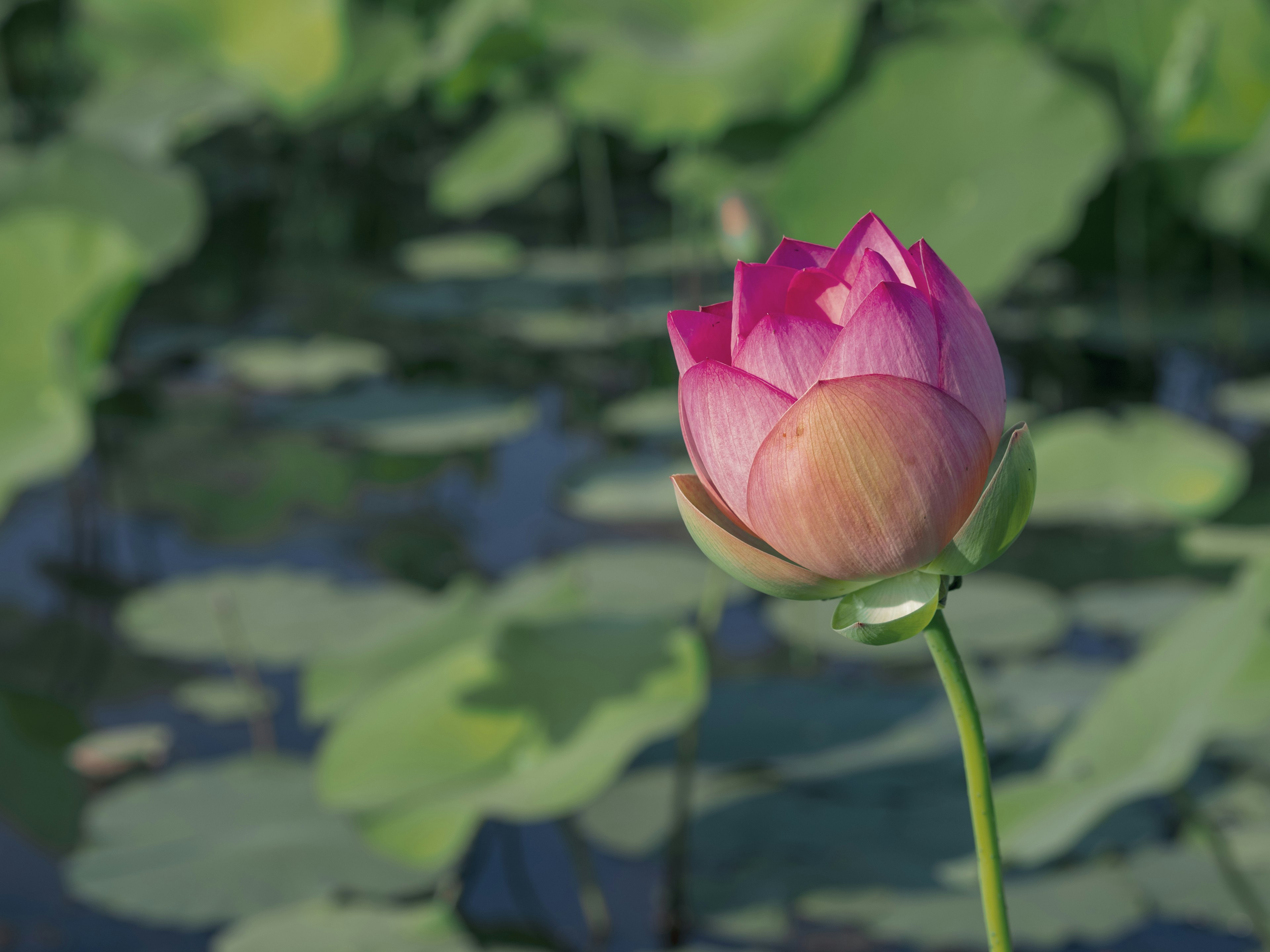 A beautiful lotus flower bud floating on the water surface