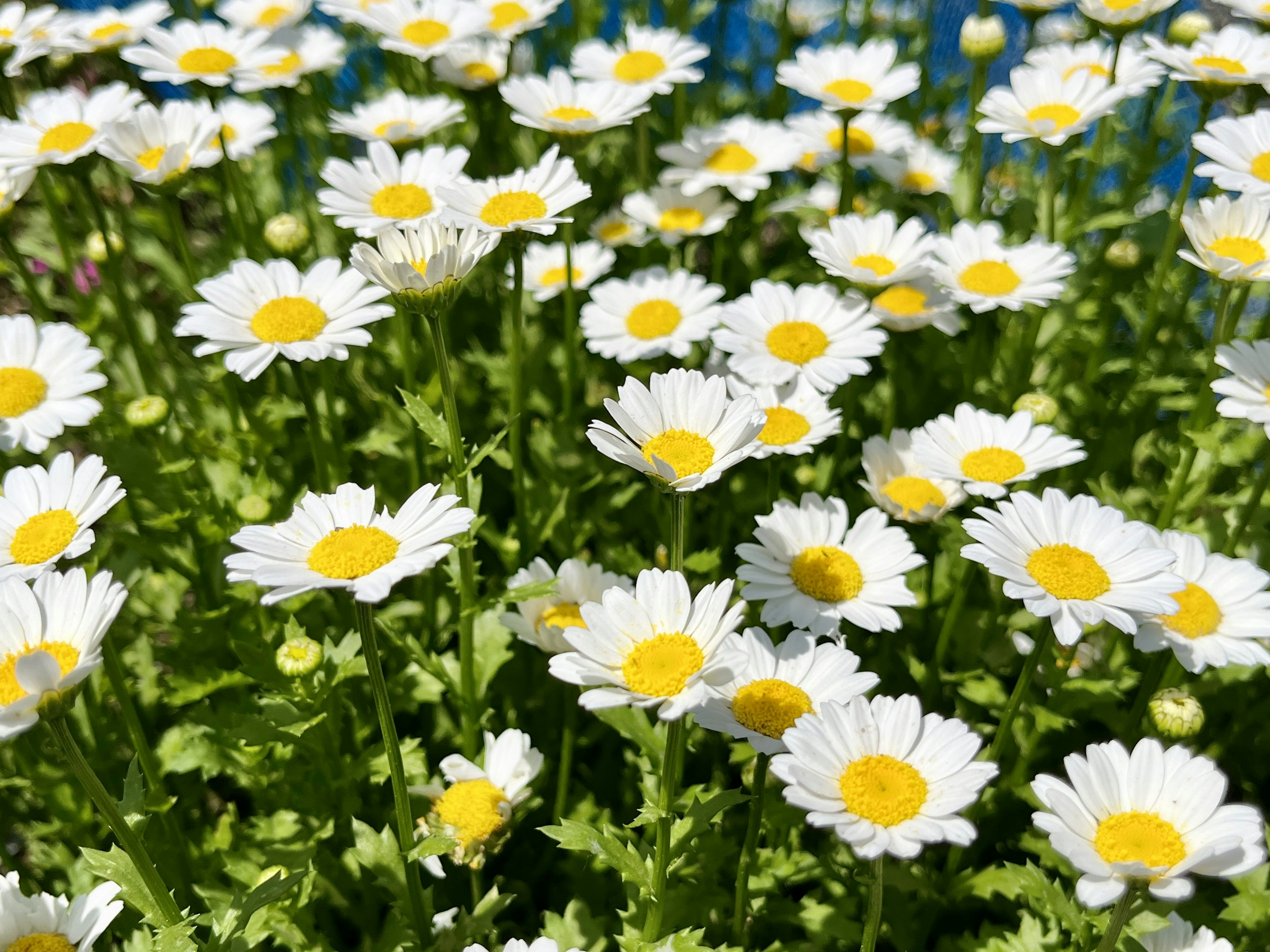 Field of daisies with white petals and yellow centers surrounded by green foliage