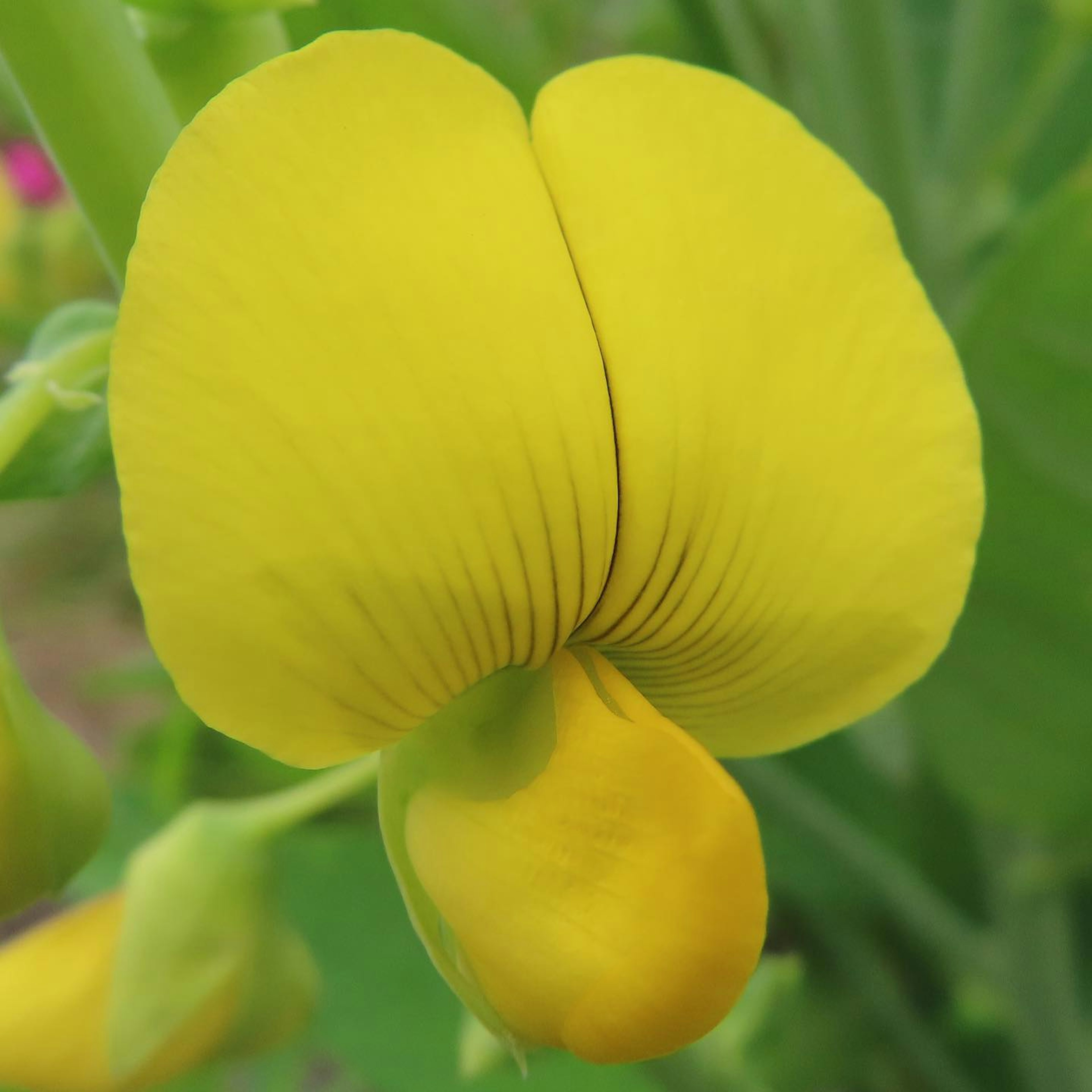 特写植物花朵，鲜艳的黄色花瓣