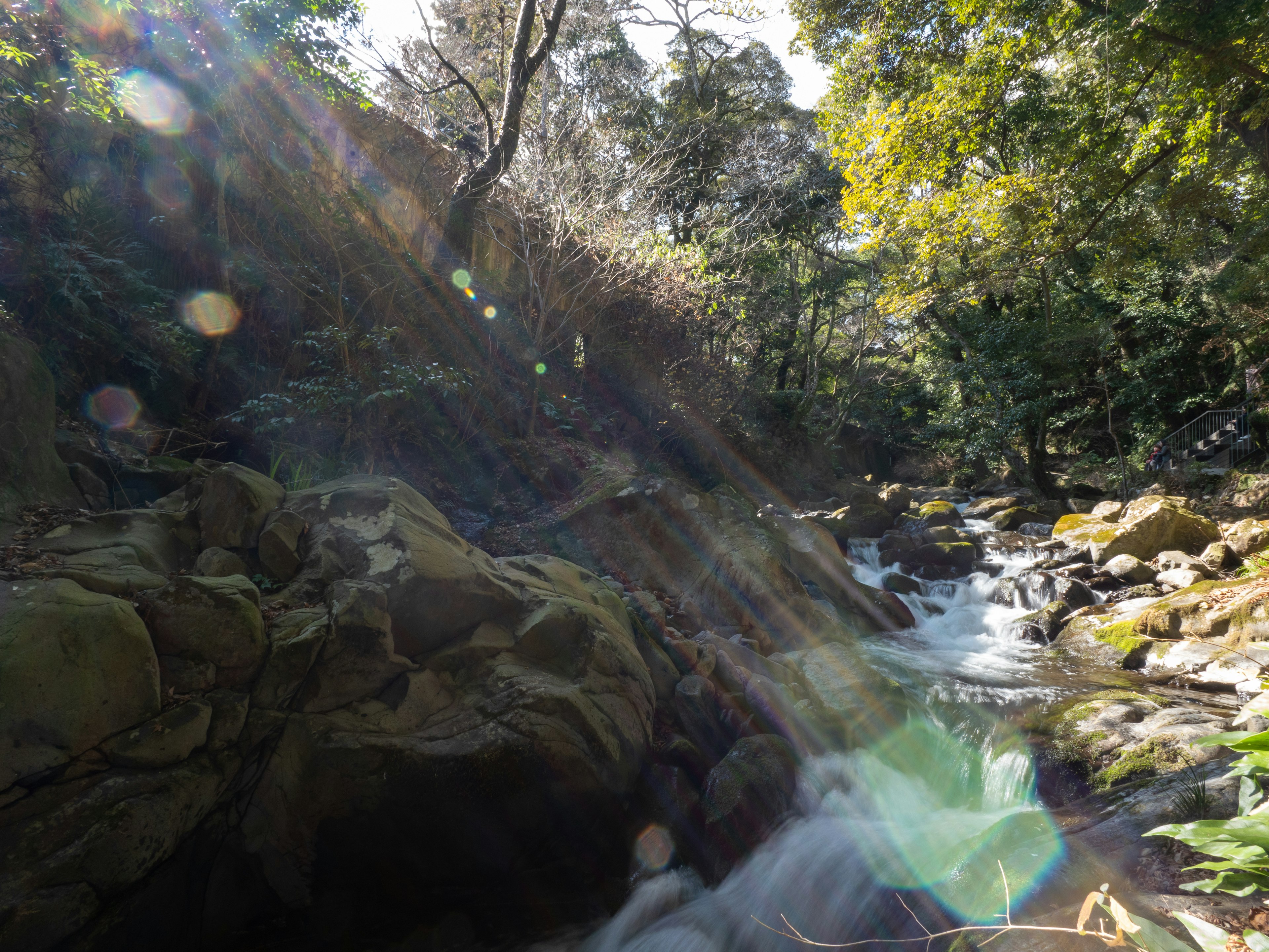 Una vista panoramica di un torrente che scorre attraverso una foresta lussureggiante con la luce del sole che penetra