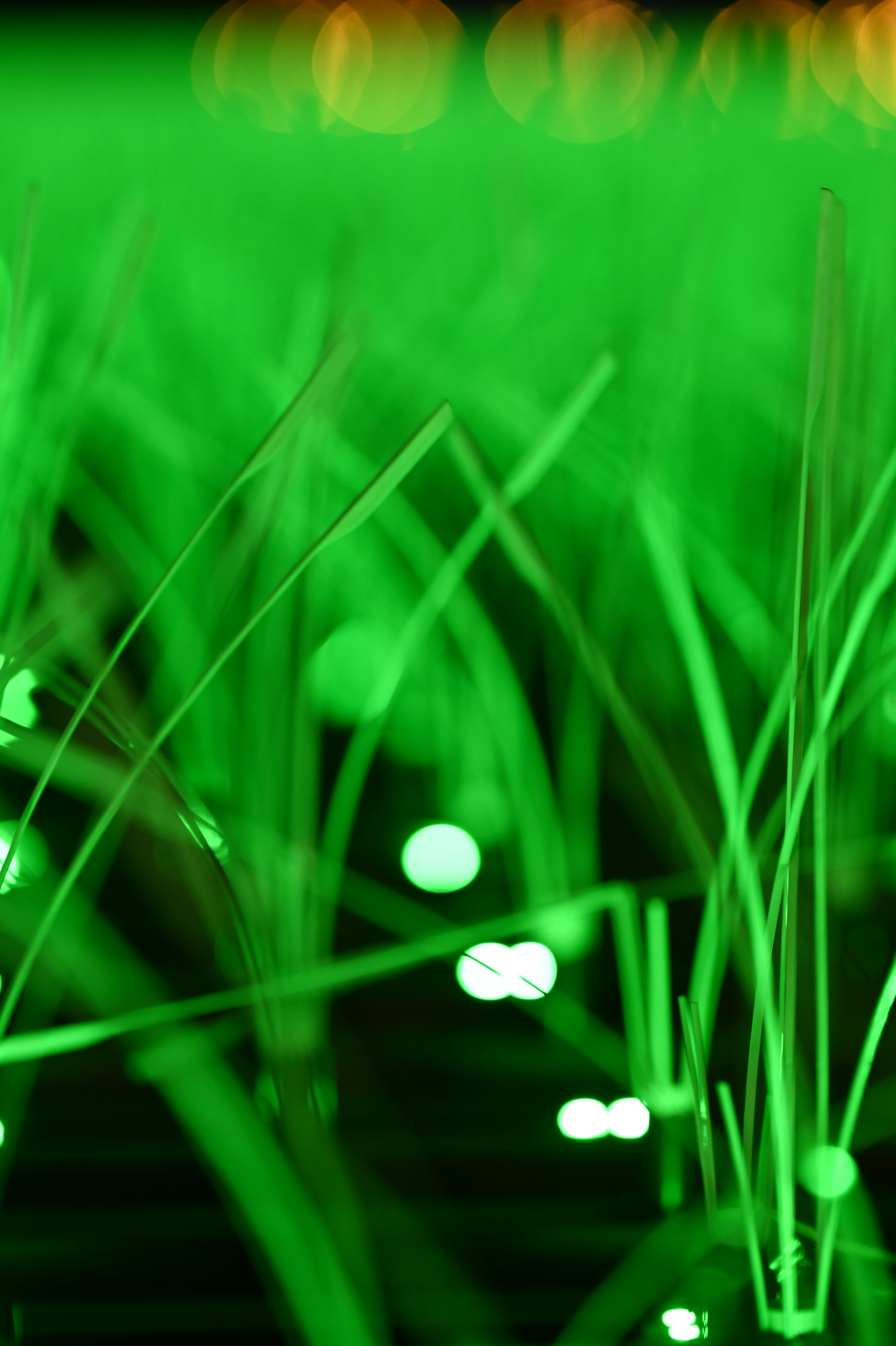 Close-up of green grass with glowing dots