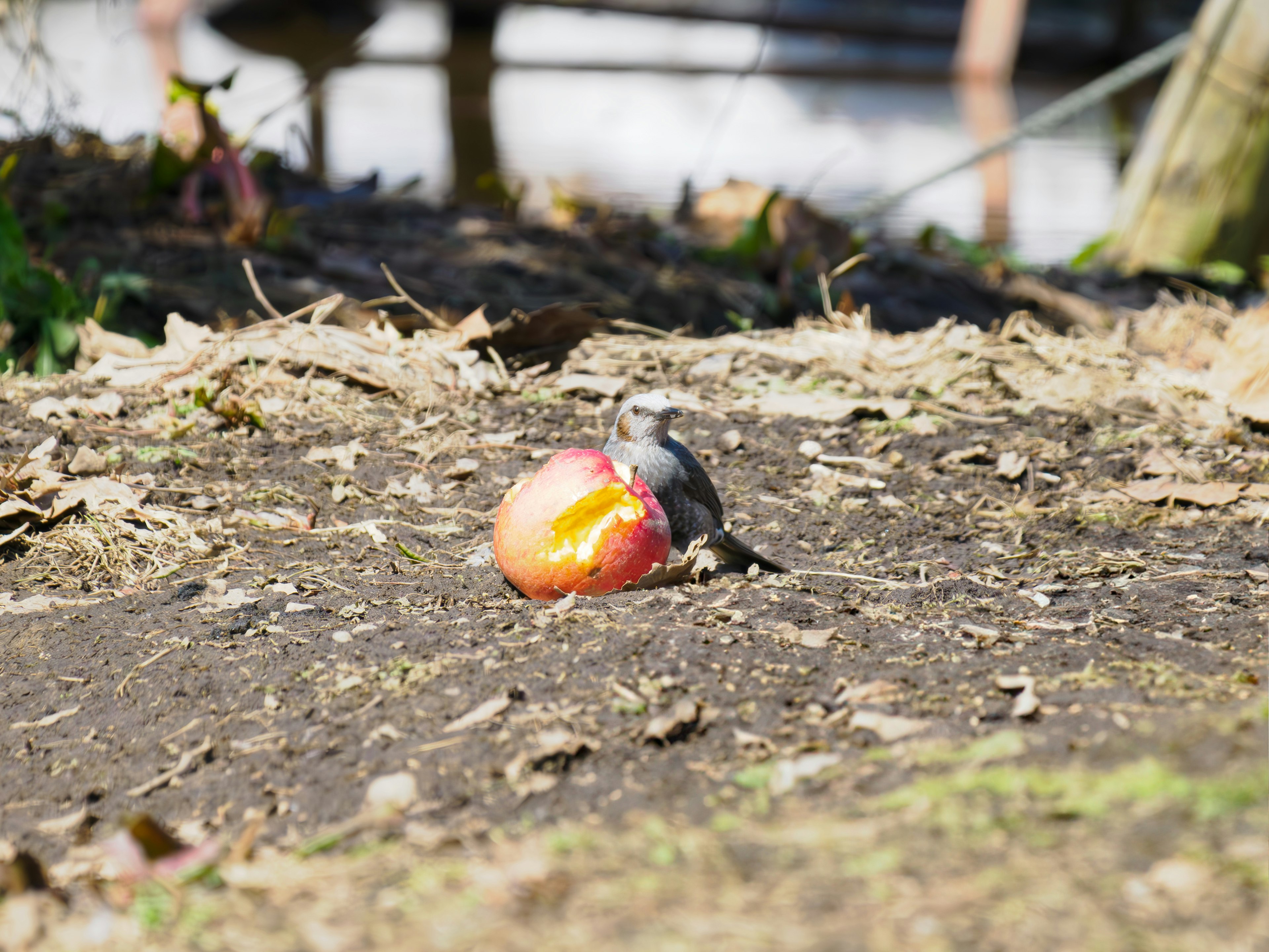 Una manzana roja en el suelo con un pequeño pájaro cerca