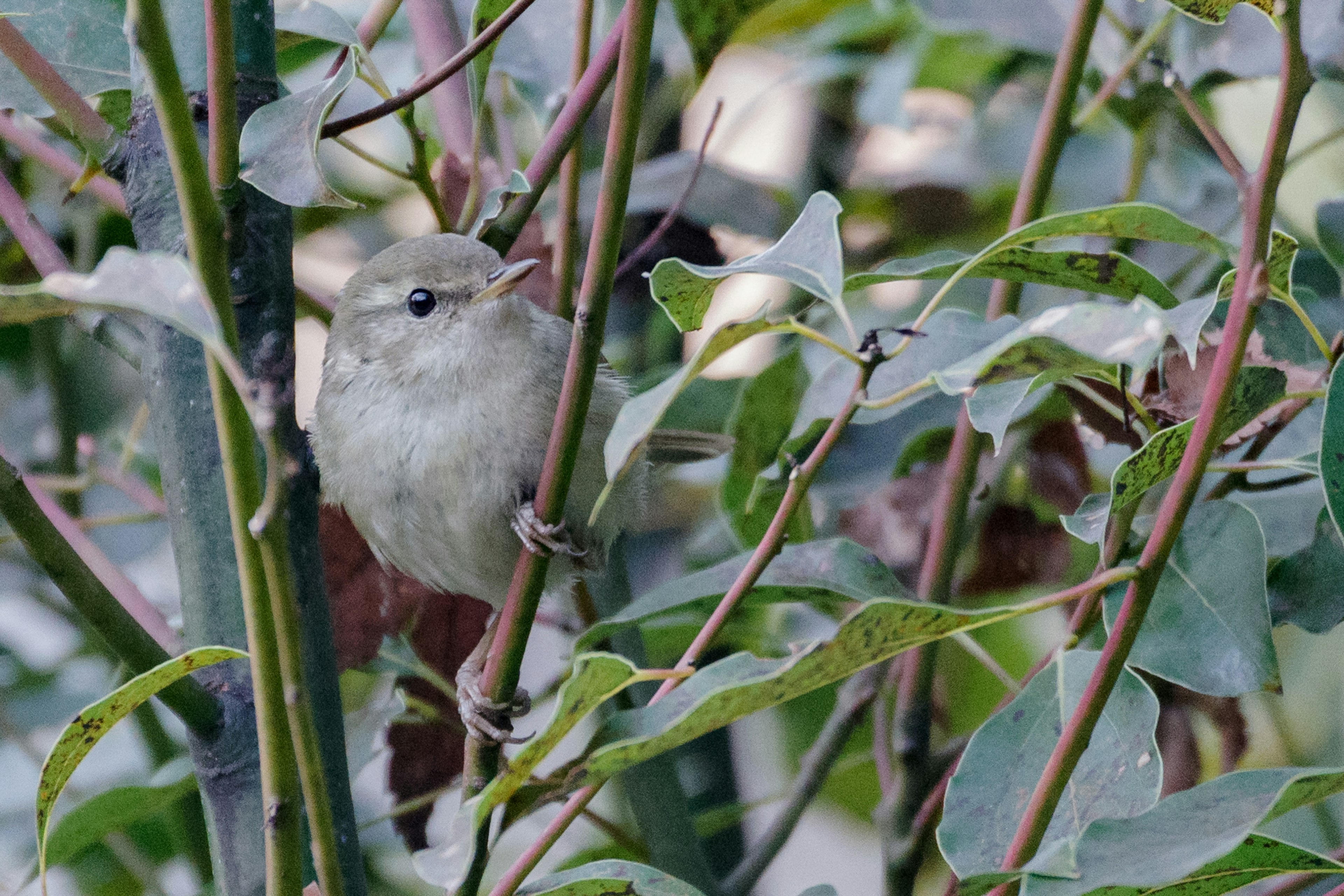 Un petit oiseau se cachant parmi les feuilles