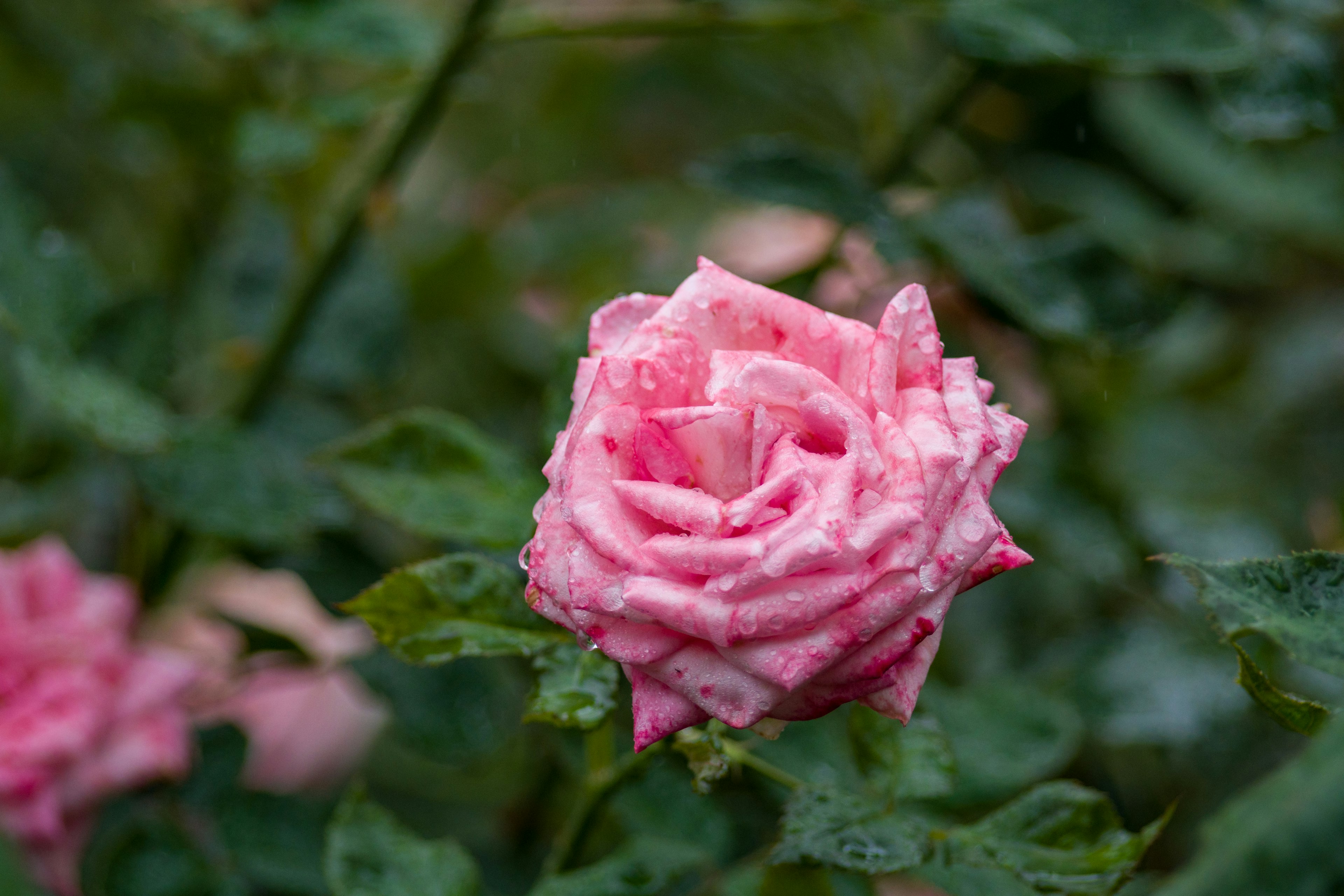 A pink rose surrounded by green leaves