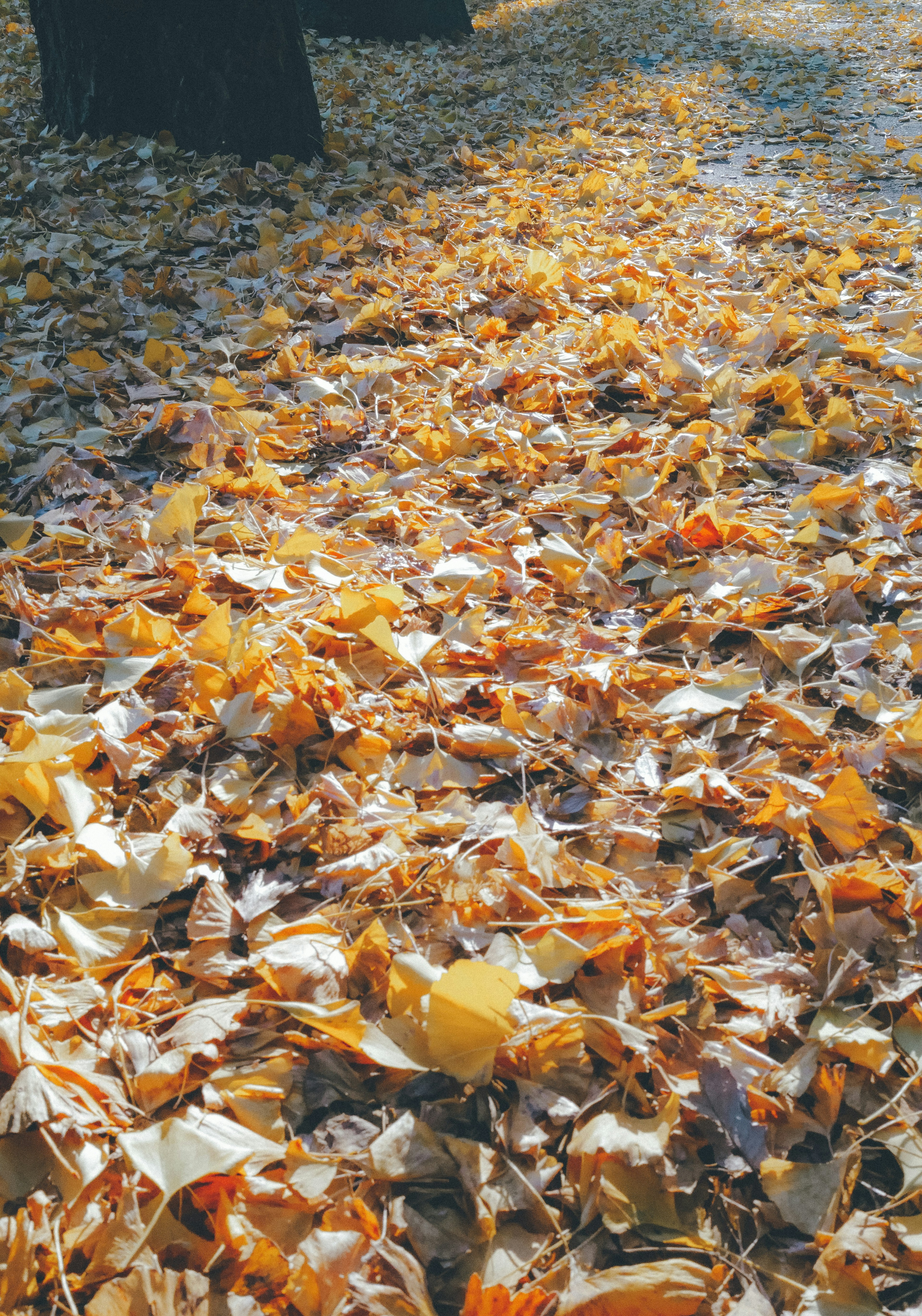 Sol recouvert de feuilles d'automne de différentes teintes