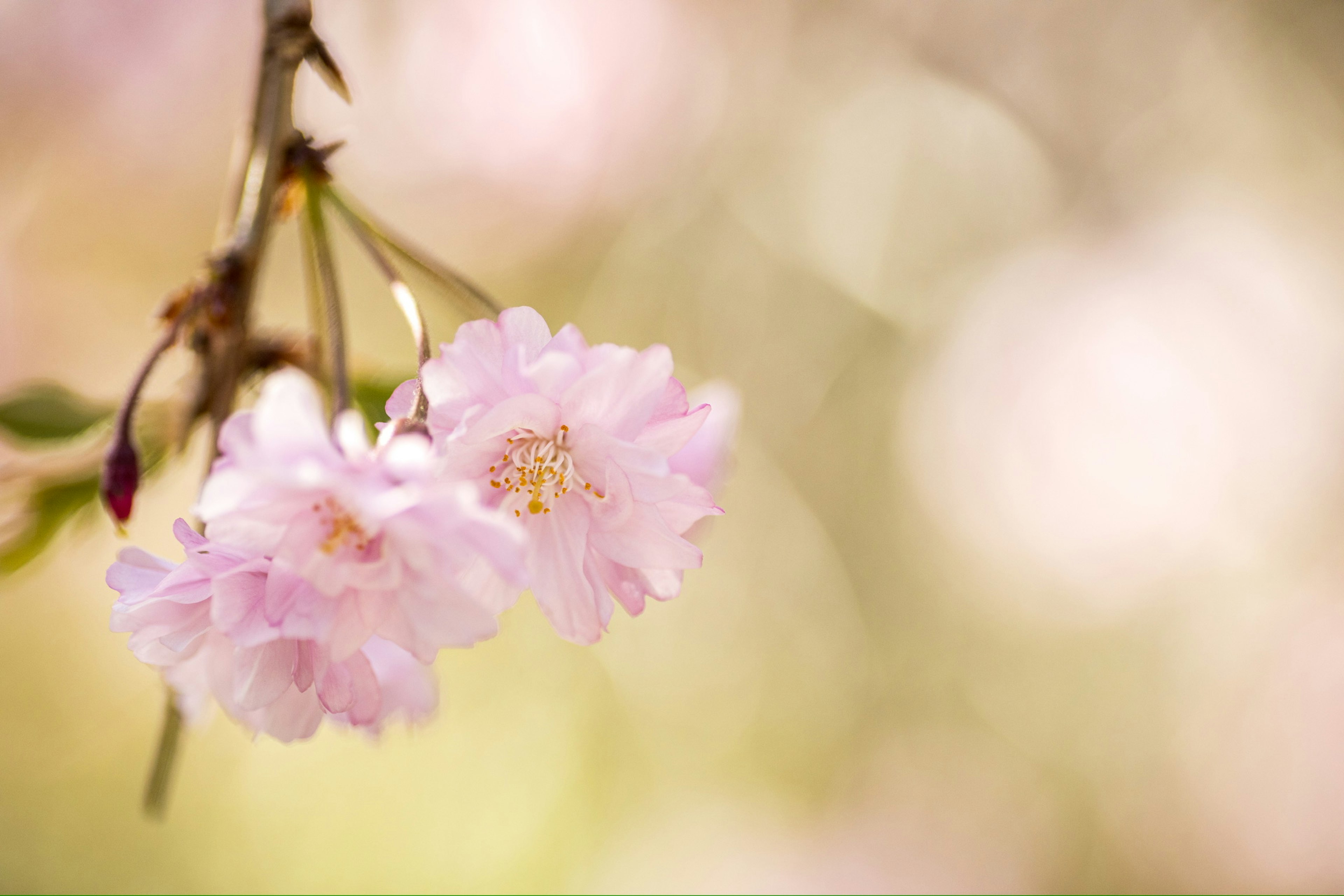 Zarte rosa Blumen hängen mit einem sanften verschwommenen Hintergrund