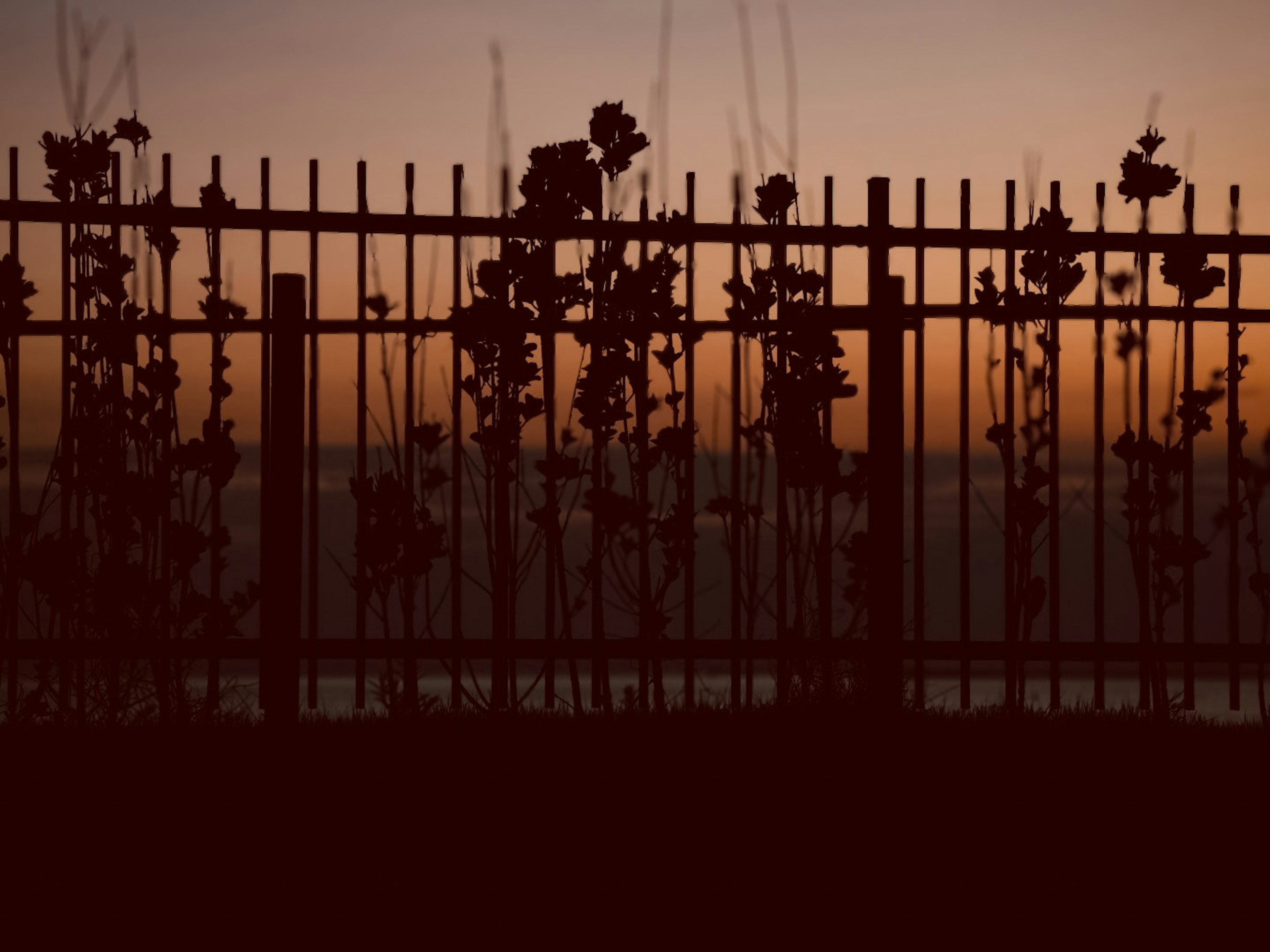 Silhouette of a fence and plants against a sunset