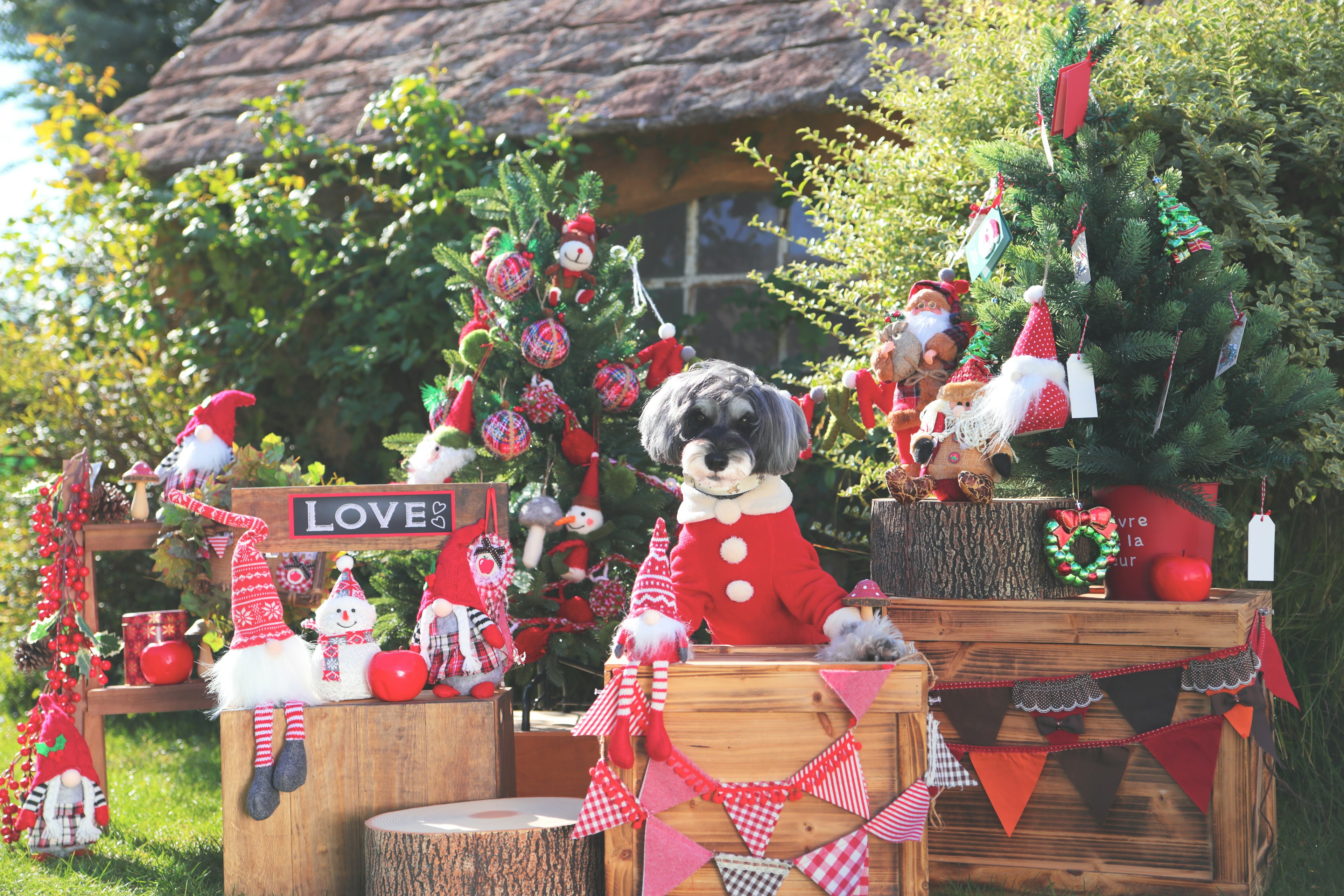 Pemandangan luar ruangan yang didekorasi untuk Natal dengan anjing berbaju merah dan pohon-pohon yang dihias