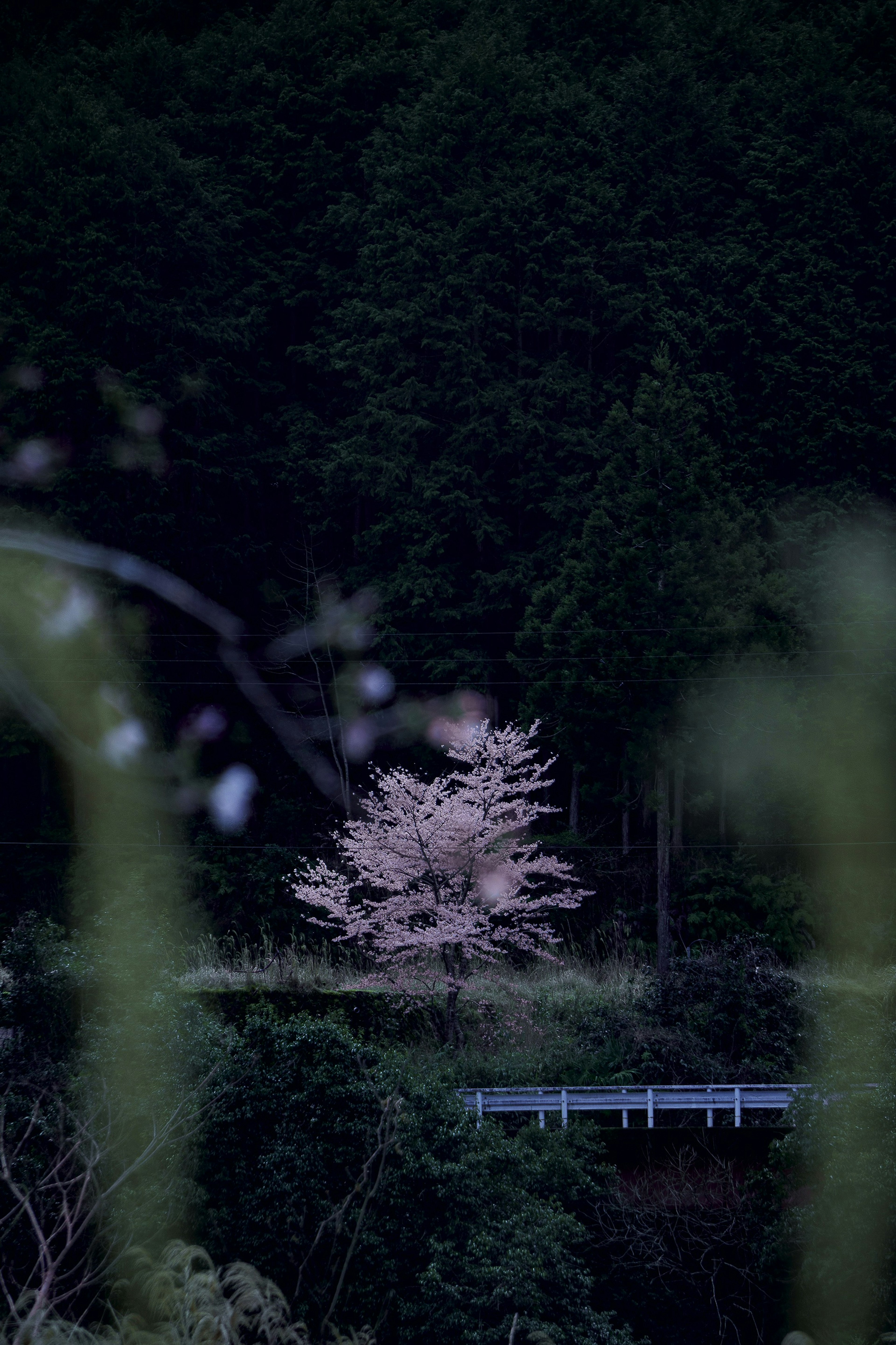 Un cerezo iluminado en un bosque oscuro con un puente al fondo