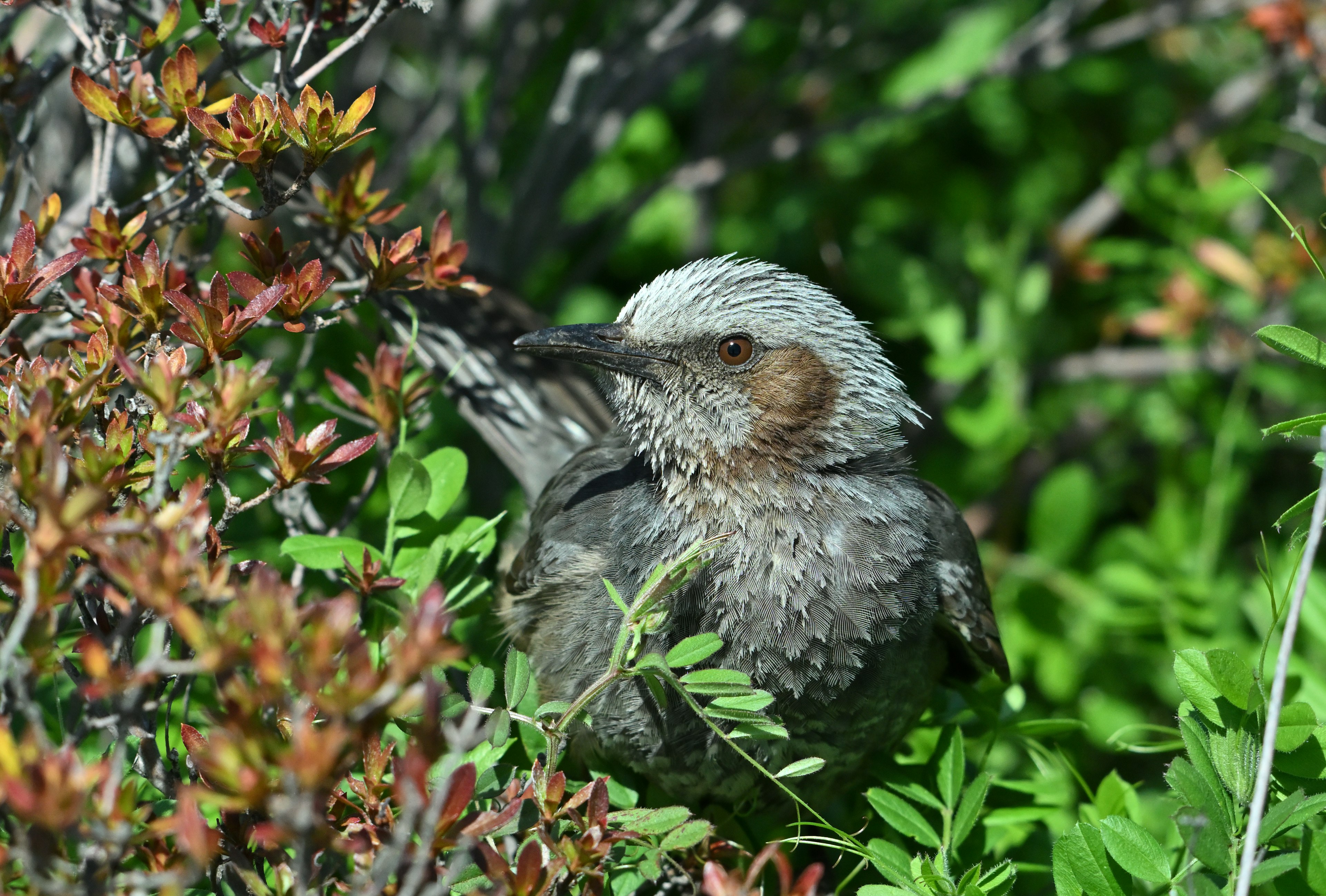 Bird perched among green leaves with fluffy feathers and a white head